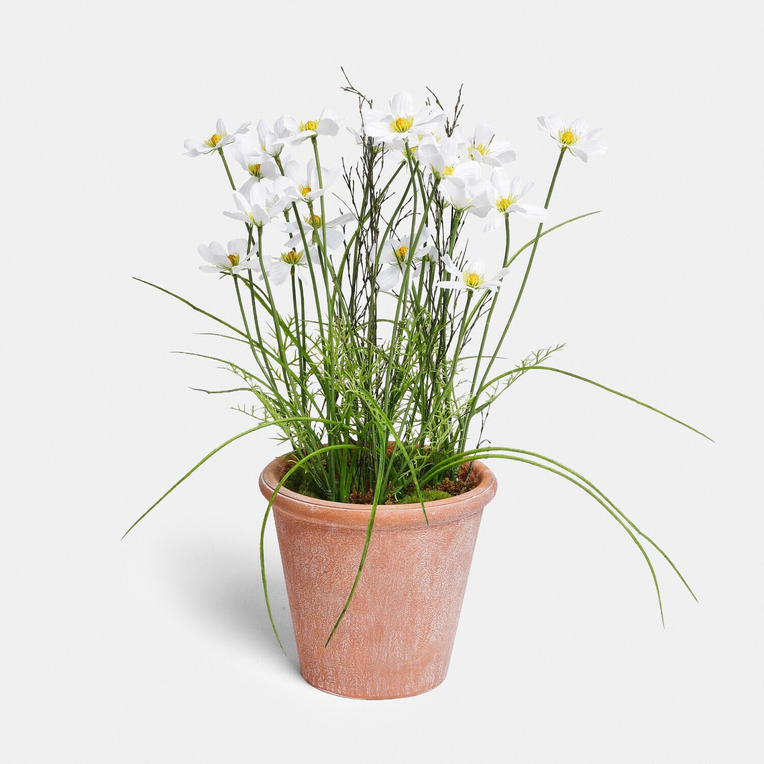 Decoratieve potplant Harmoise