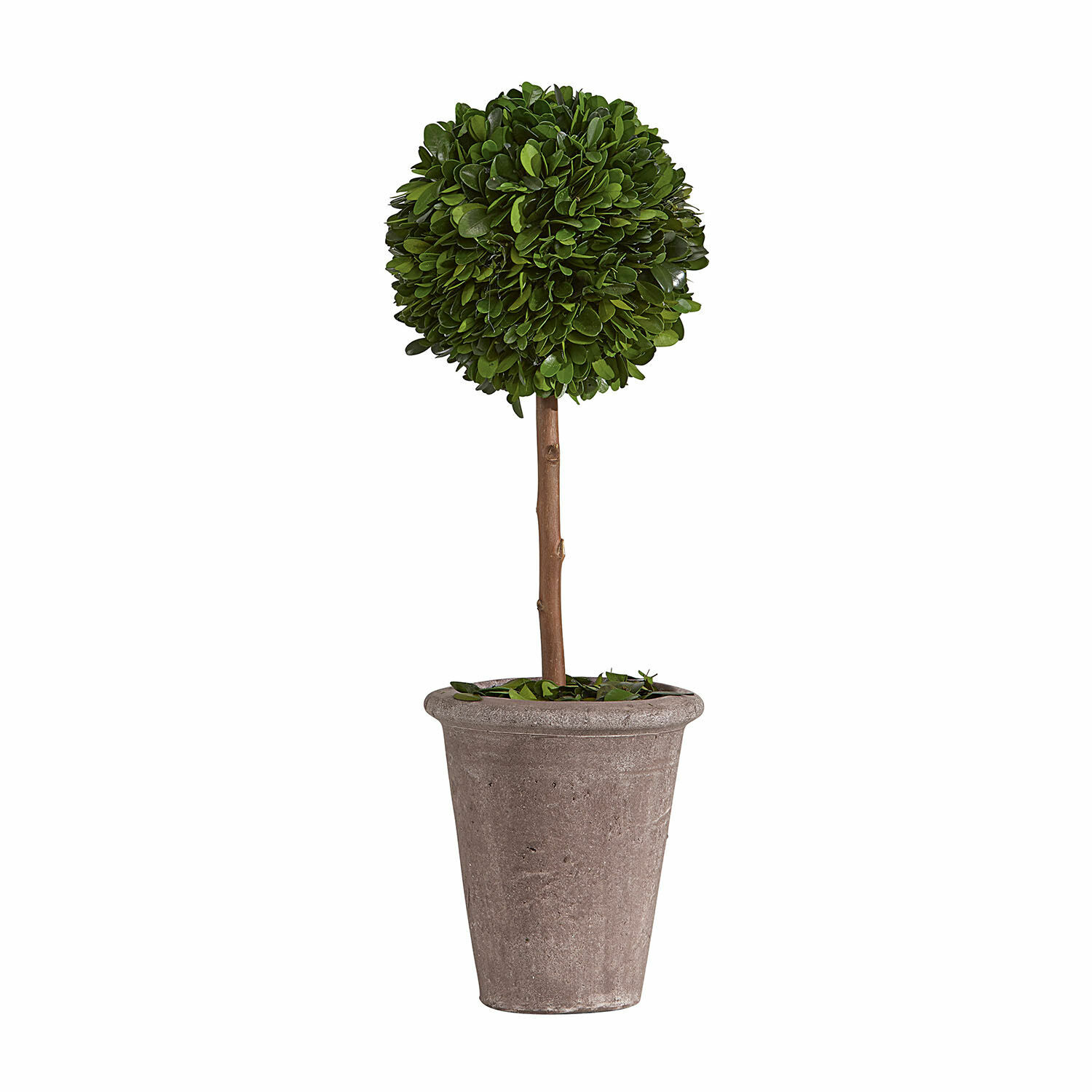 Sierboom Aube Kunstmatige buxusboom in grijze kunststof pot, decoratie voor binnen en buiten