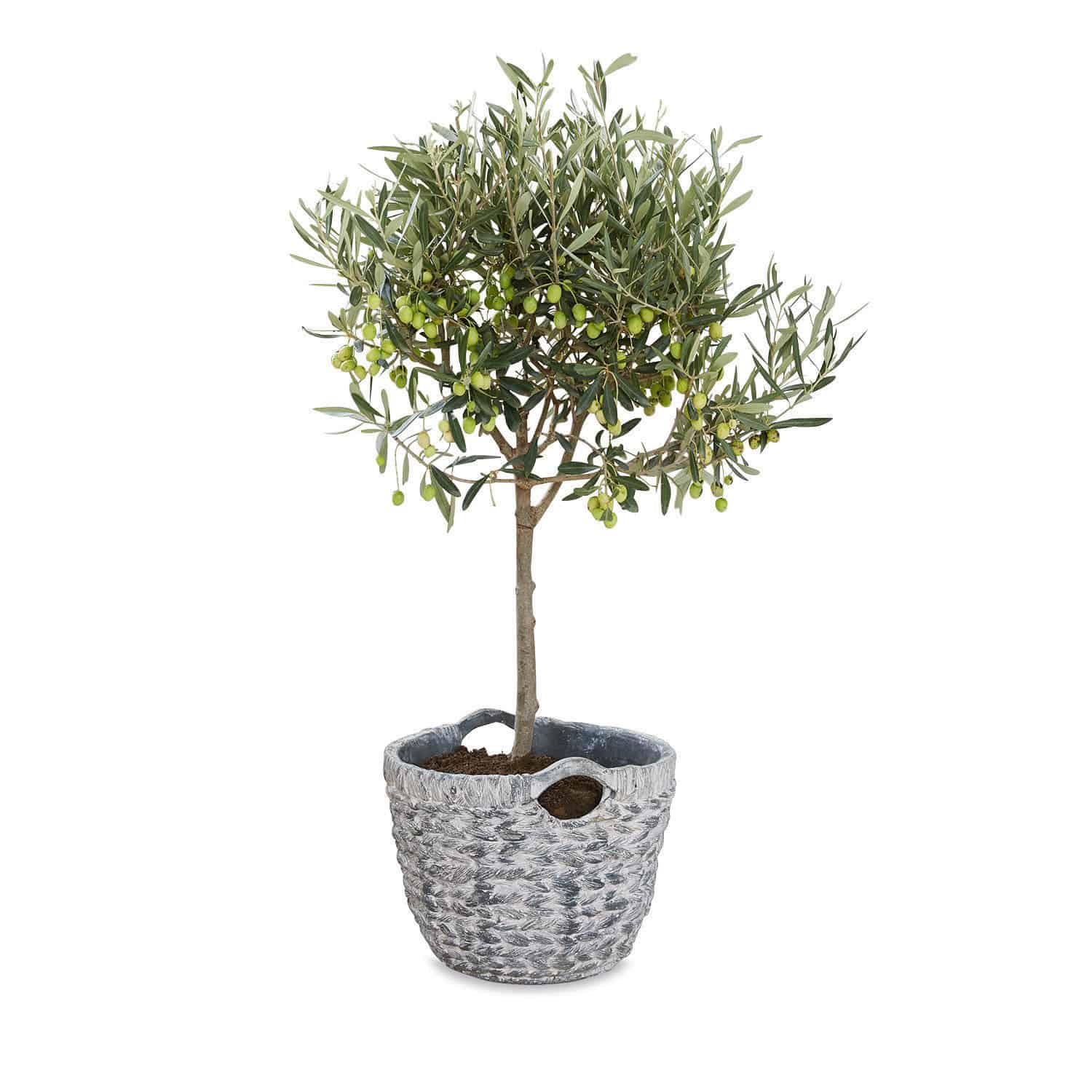 Cache-pot Alessa