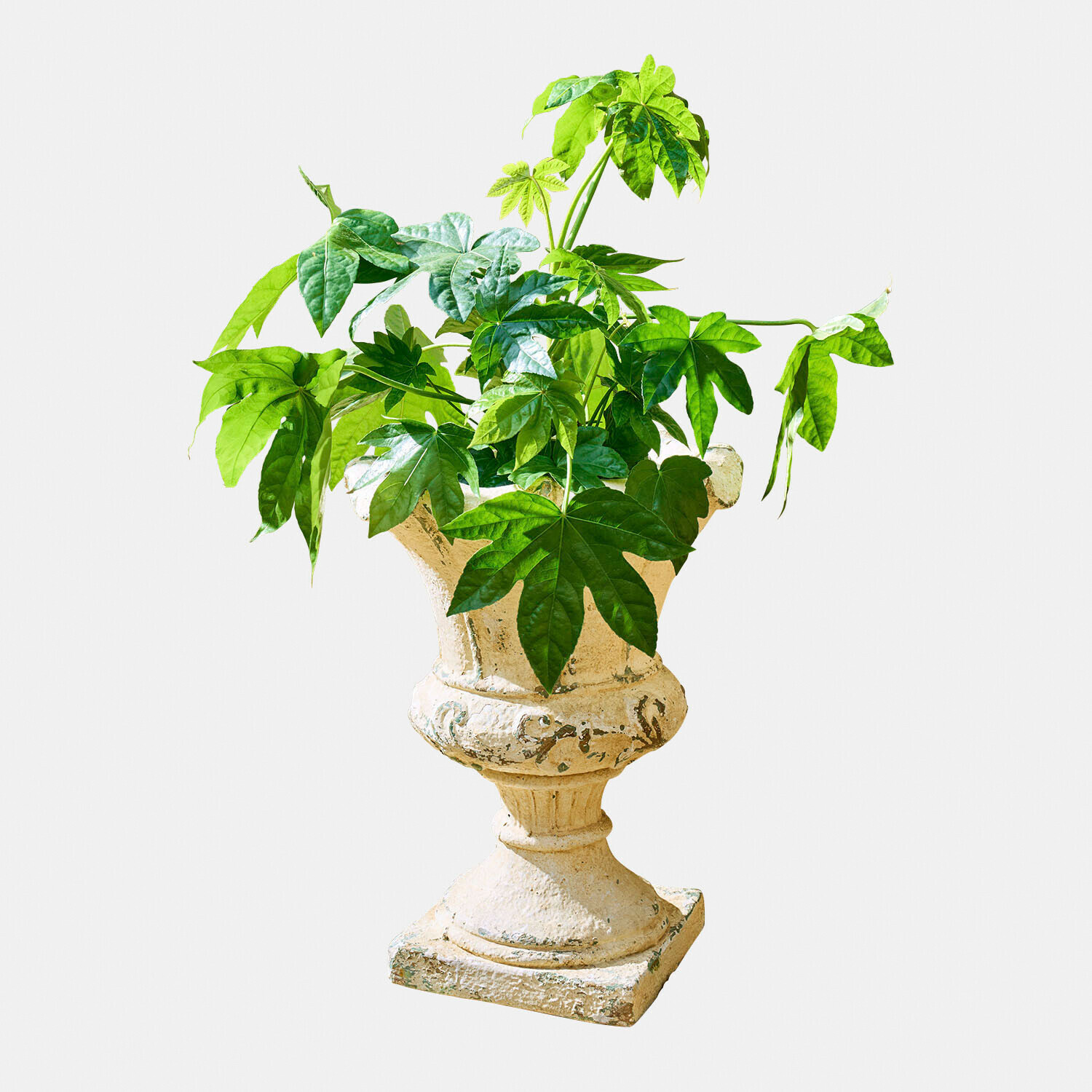 Groene plant in decoratieve, verouderde beige stenen pot, binnen- en tuindecoratie