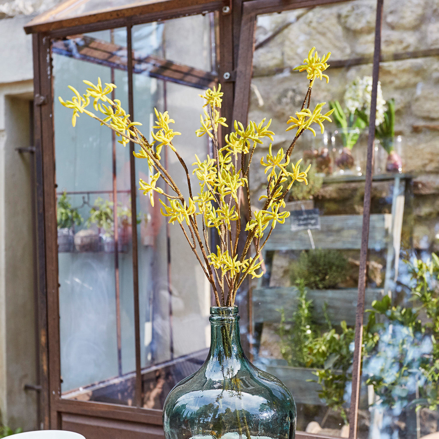 Branches jaunes dans une grande bouteille en verre vert devant une serre et un jardin