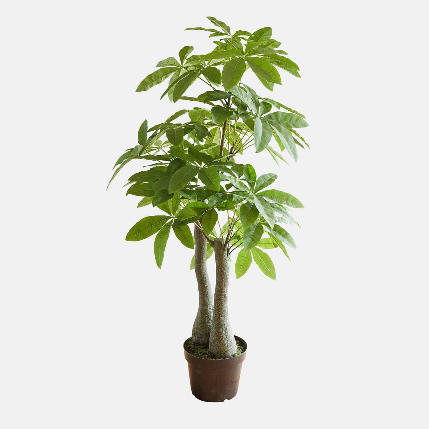 Decoratieve potplant Elandra