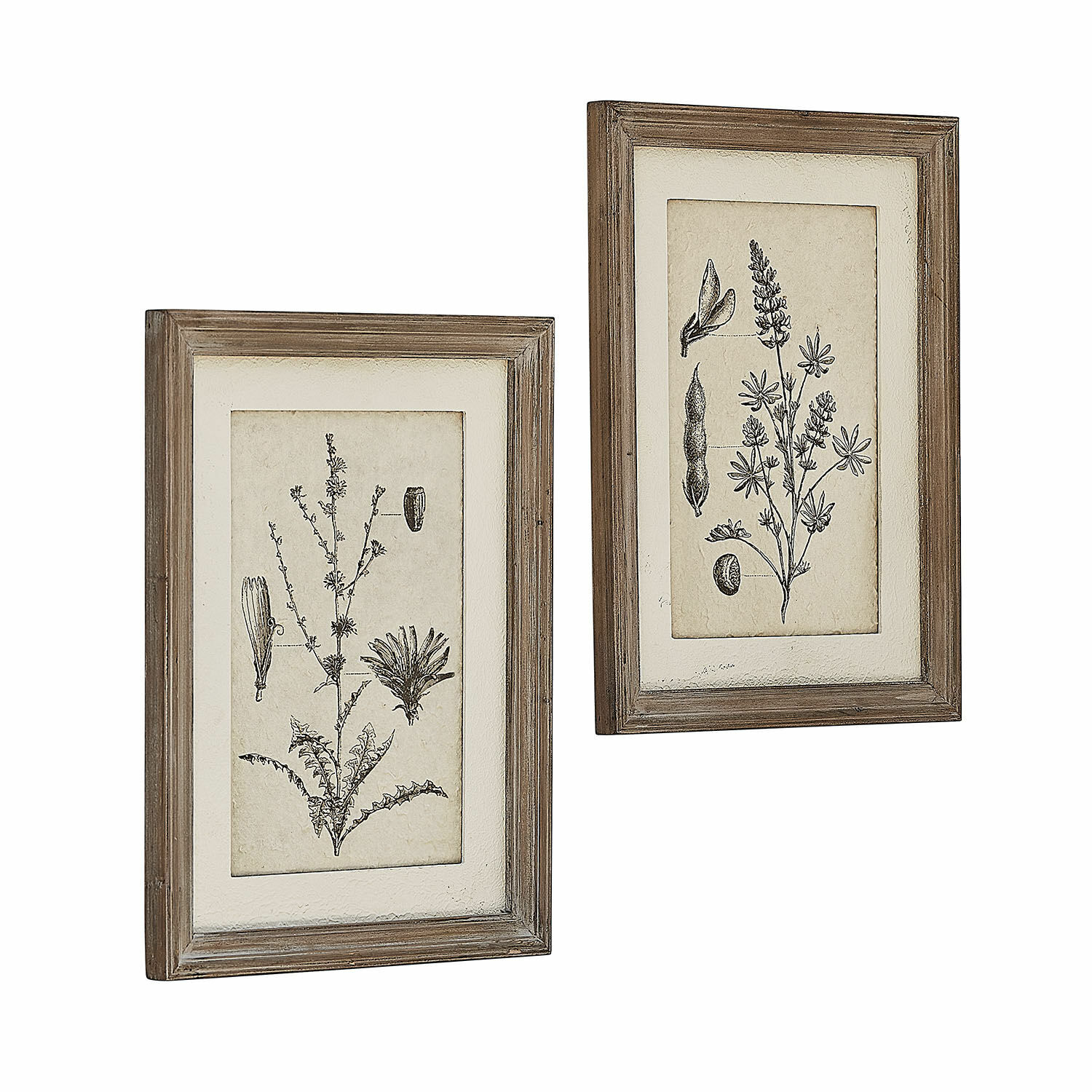Schilderij set van 2 Stanbury Twee rustieke botanische afbeeldingen met natuurlijke houten lijst voor wanddecoratie