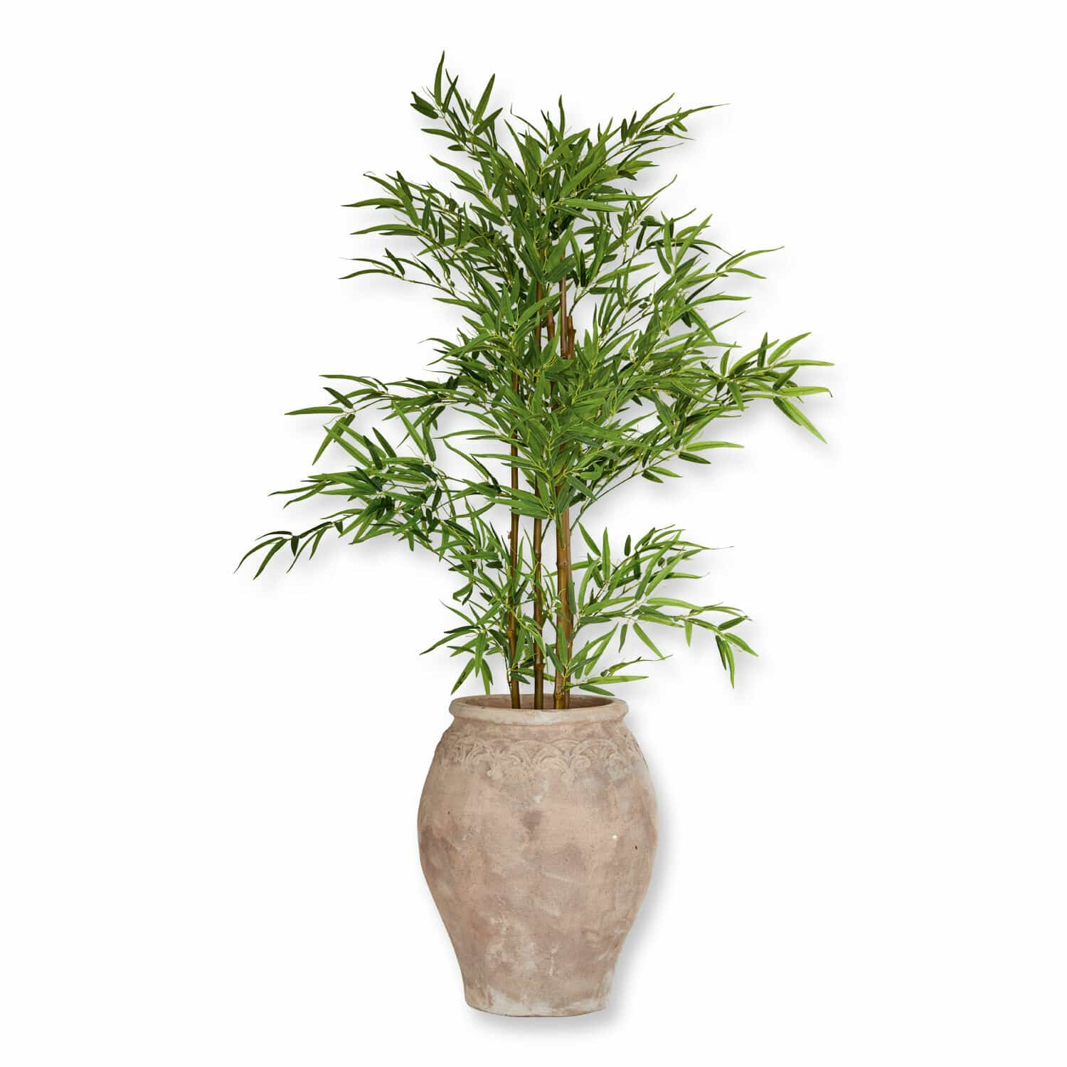 Plante décorative en pot Ligron