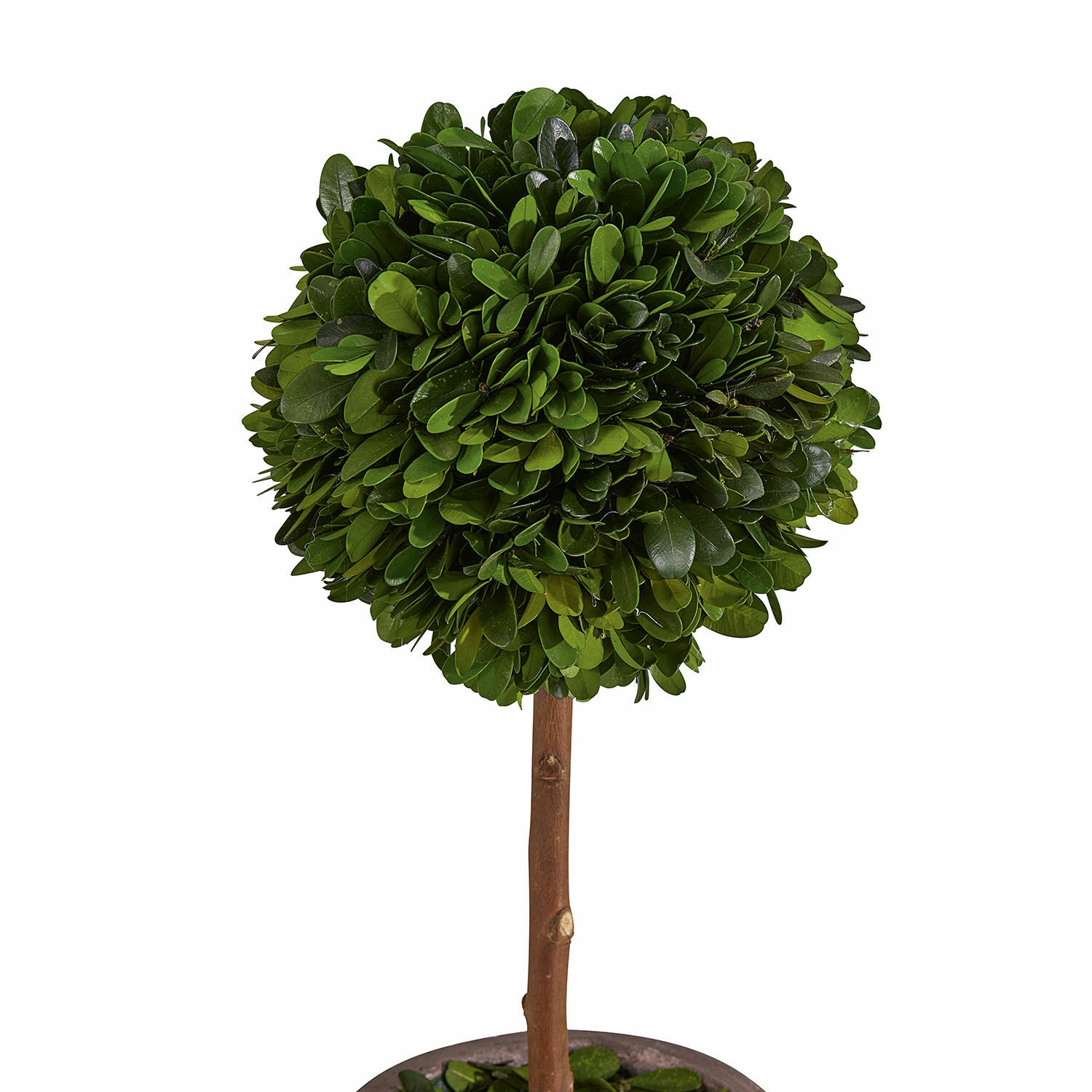 Arbre décoratif Aube