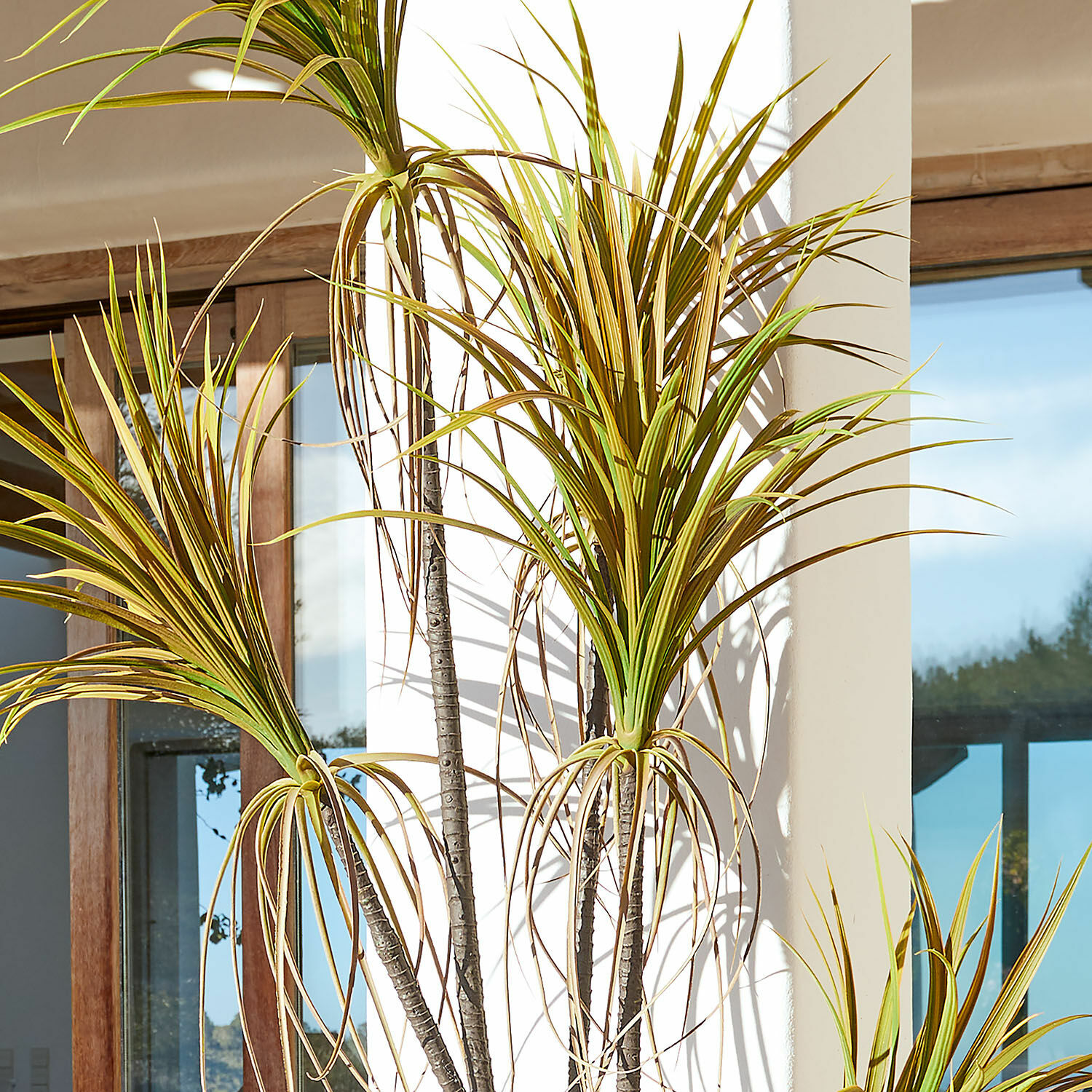 Plante décorative en pot Ancerac