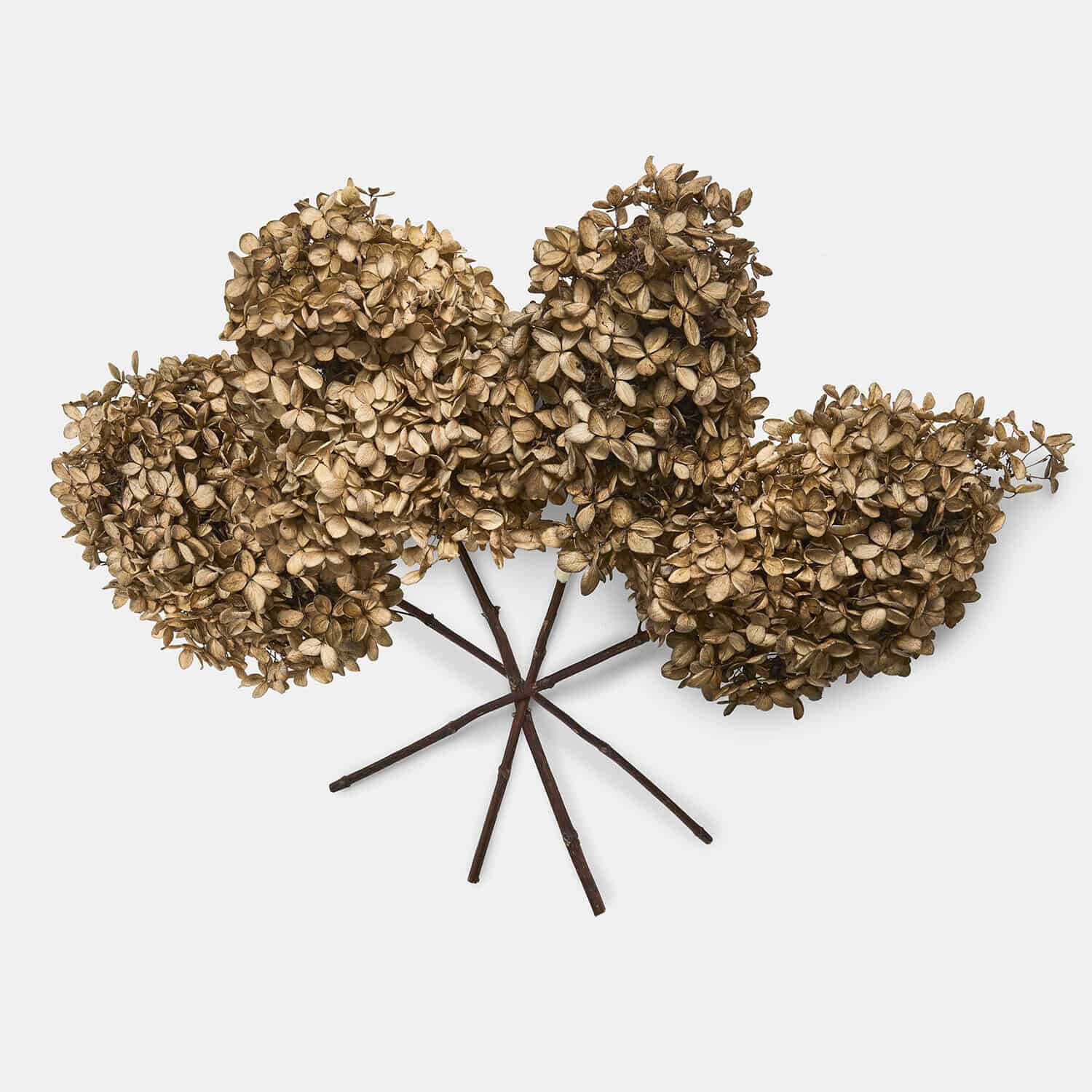 Droogbloem set van 4 Brissonne