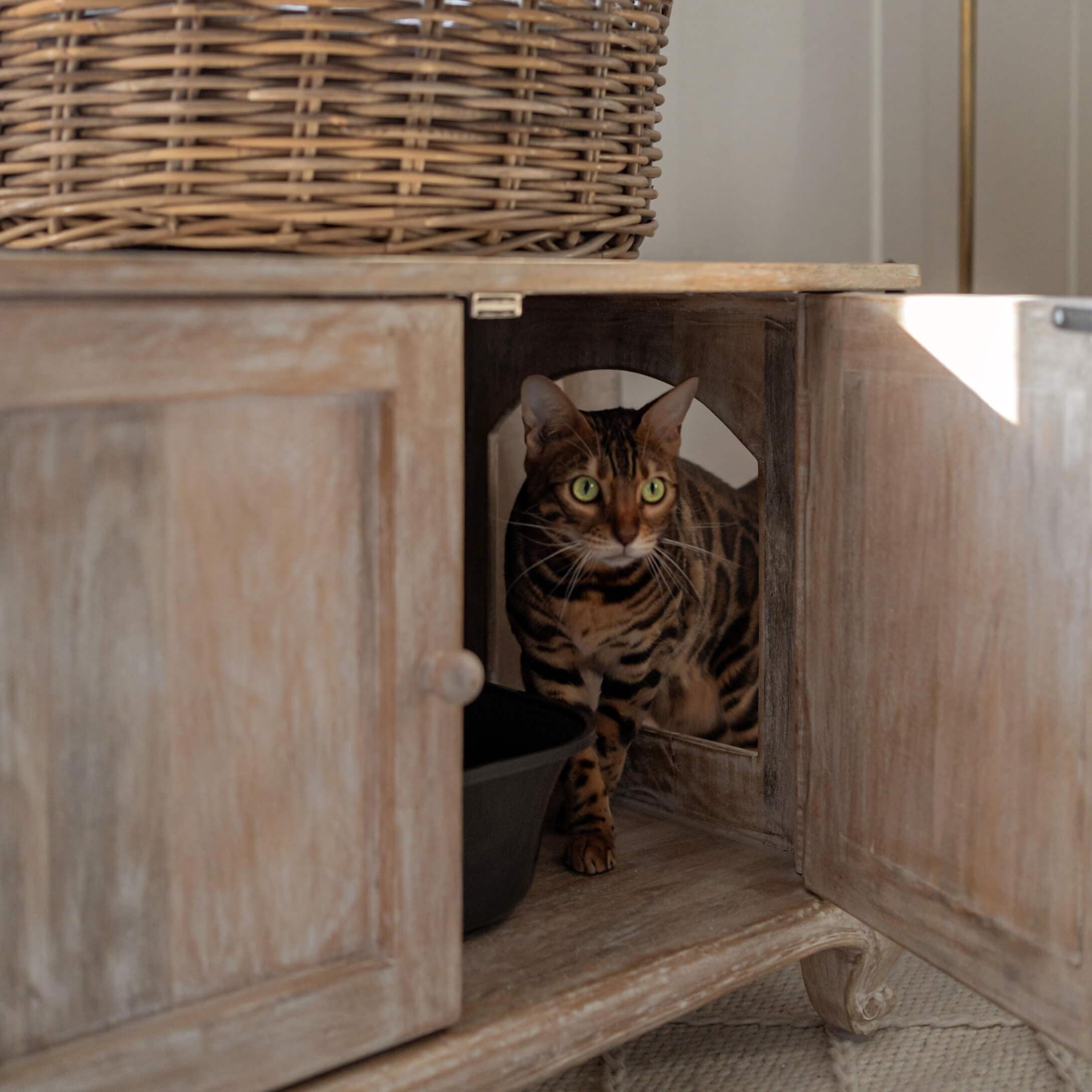 Chat bengal marron aux yeux verts dans une armoire en bois aux portes ouvertes