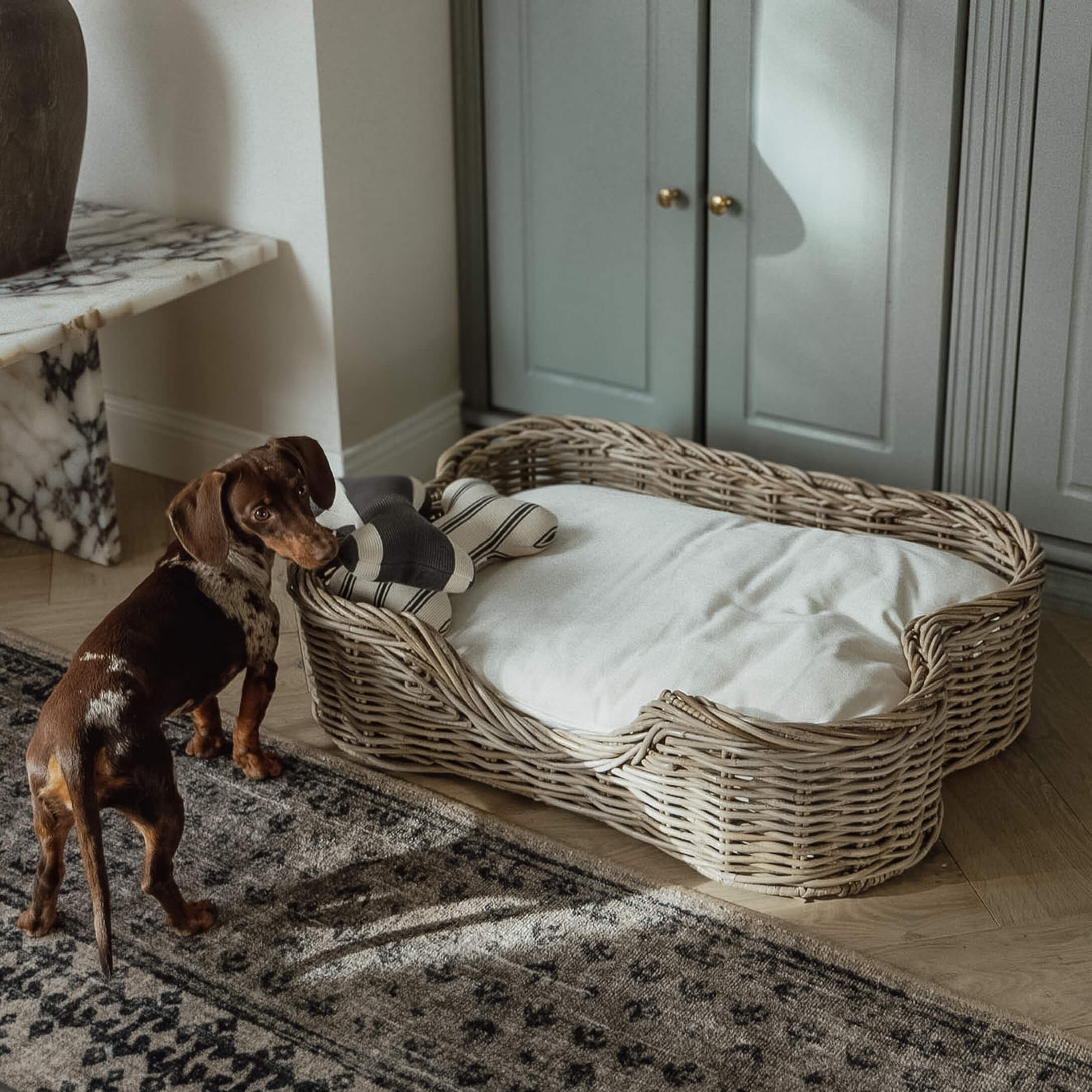 Chien teckel brun près d'un panier en osier avec coussin blanc et jouet dans un salon élégant
