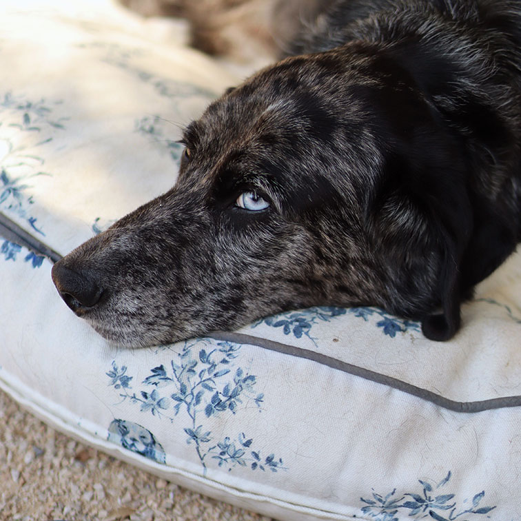 Chien au pelage marbré et yeux bleus couché sur un coussin blanc à motif floral bleu