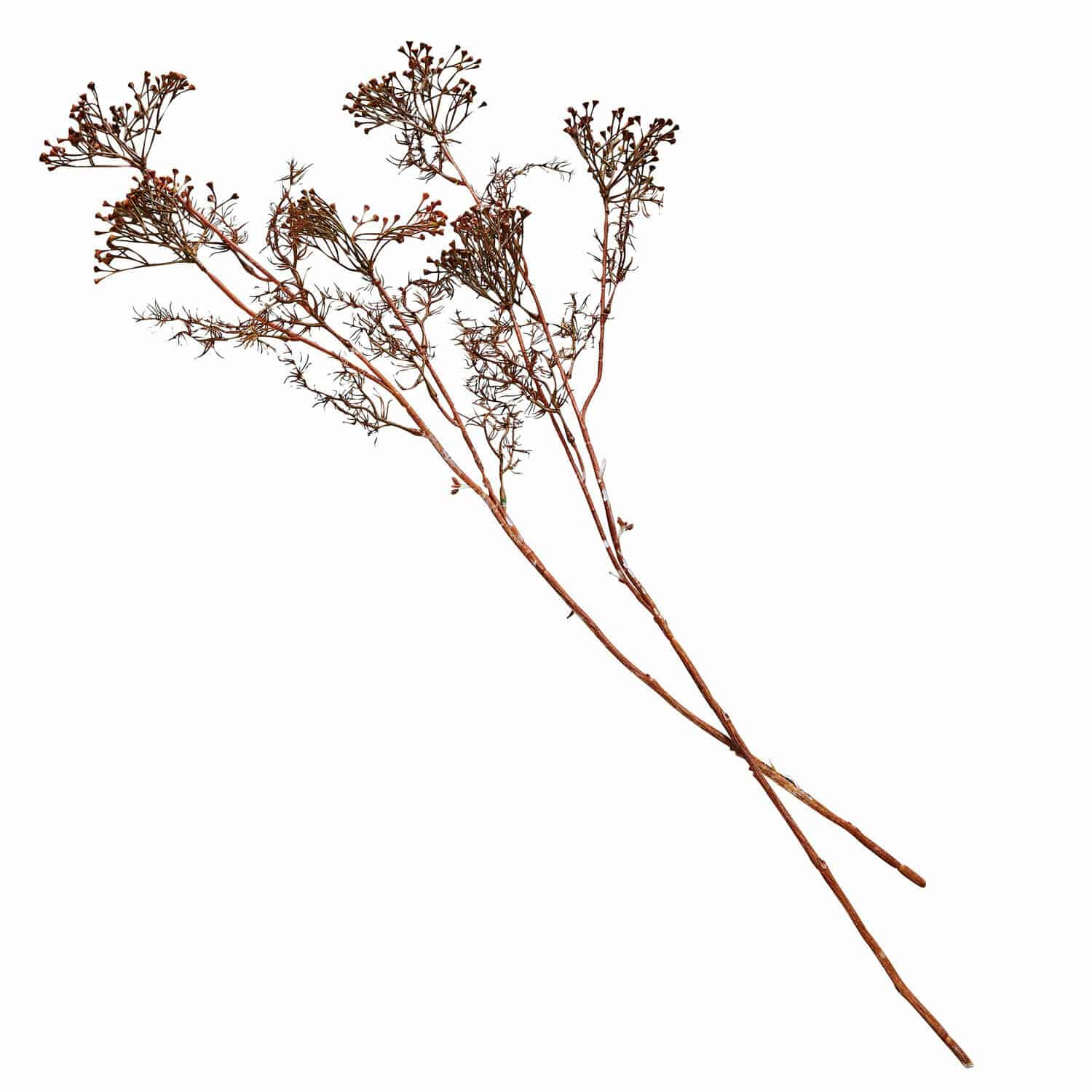 Sierbloem set van 4 Jennings Gedroogde bruine decoratieve takken voor interieurinrichting en decoratie