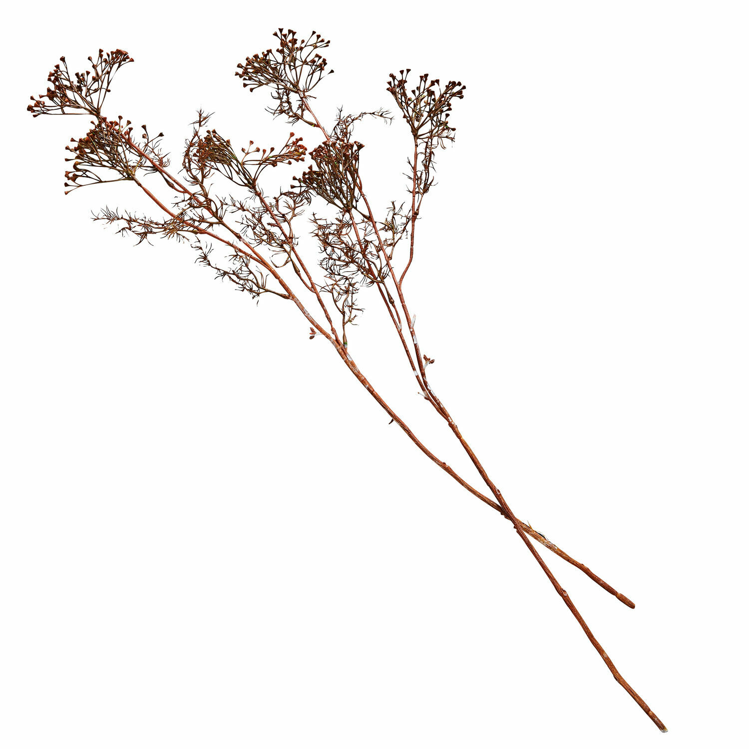 Sierbloem set van 4 Jennings Gedroogde bruine decoratieve takken voor interieurinrichting en decoratie