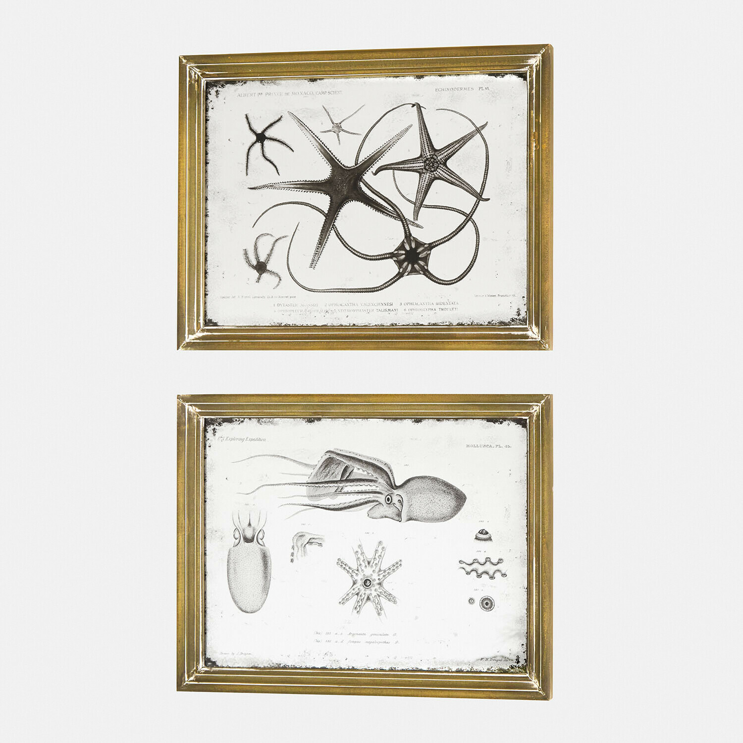 Gegraveerde spiegel set van 2 Marivelles Twee gouden lijsten met zwart-witte gravures van zeedieren, vintage wanddecoratie