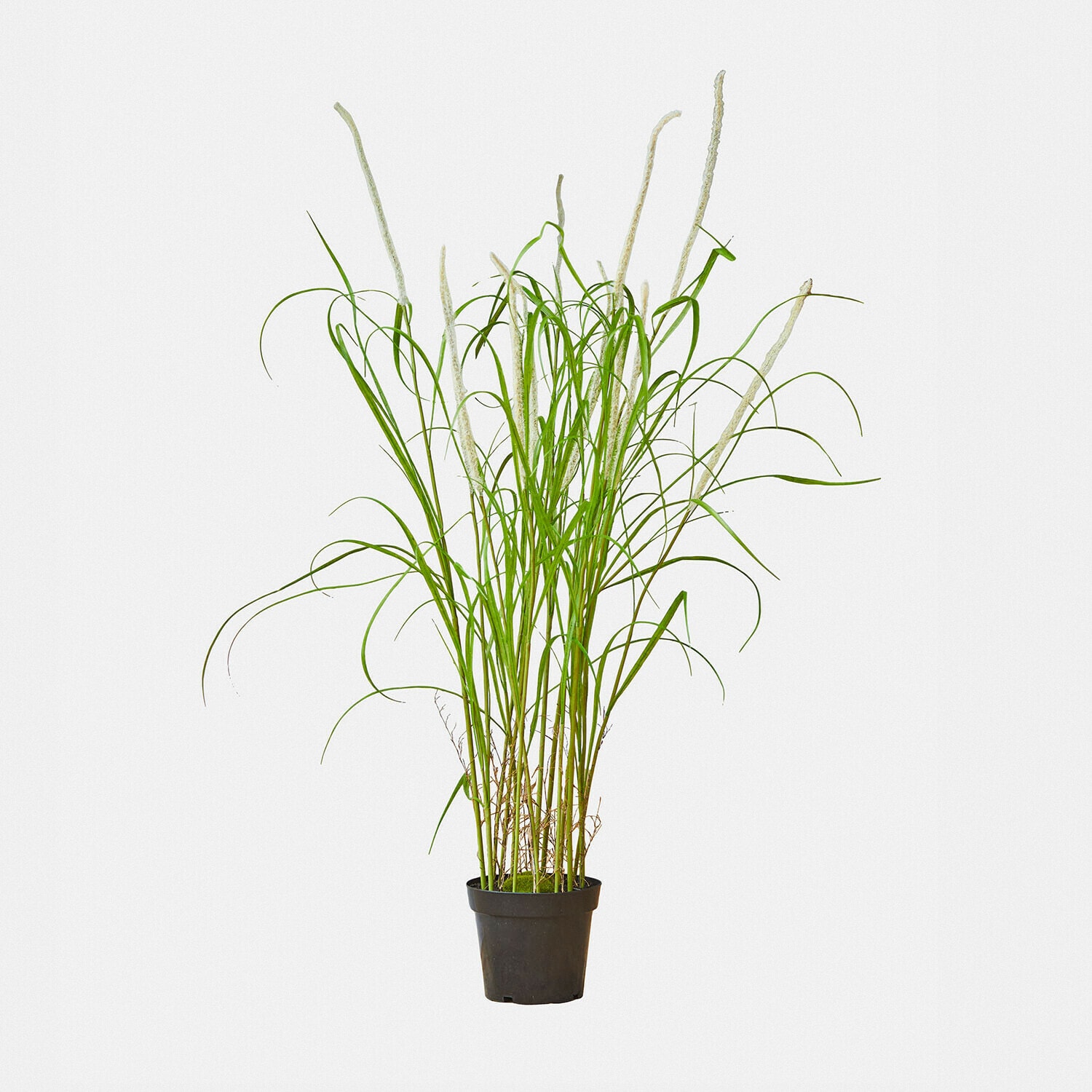 Roseau décoratif Clarisa Plante artificielle d'herbe en pot noir avec inflorescences blanches, décoration intérieure
