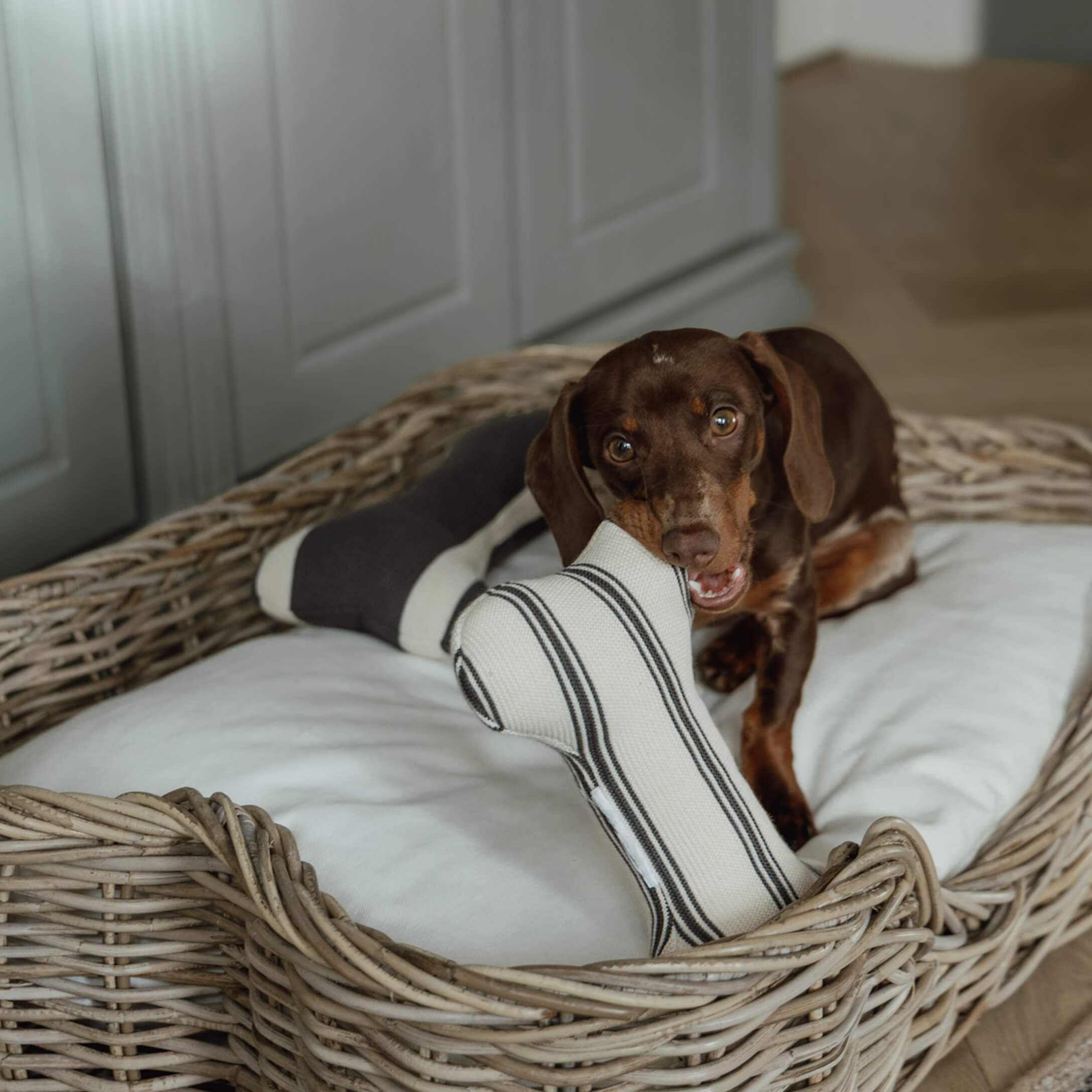 Teckel marron jouant avec un jouet os en tissu dans un panier en osier avec coussin blanc