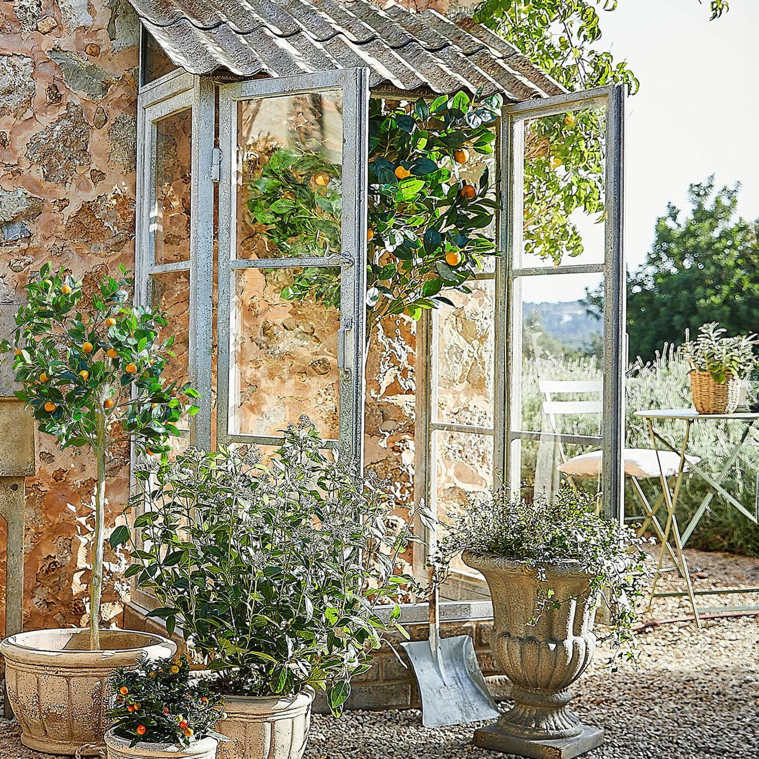 Plante décorative Delbart