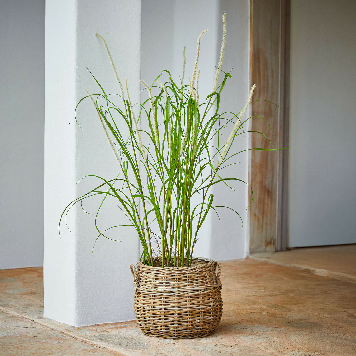 Decoratieve rietplant Clarisa Groen siergras in een gevlochten mand op stenen vloer, binnenhuisdecoratie