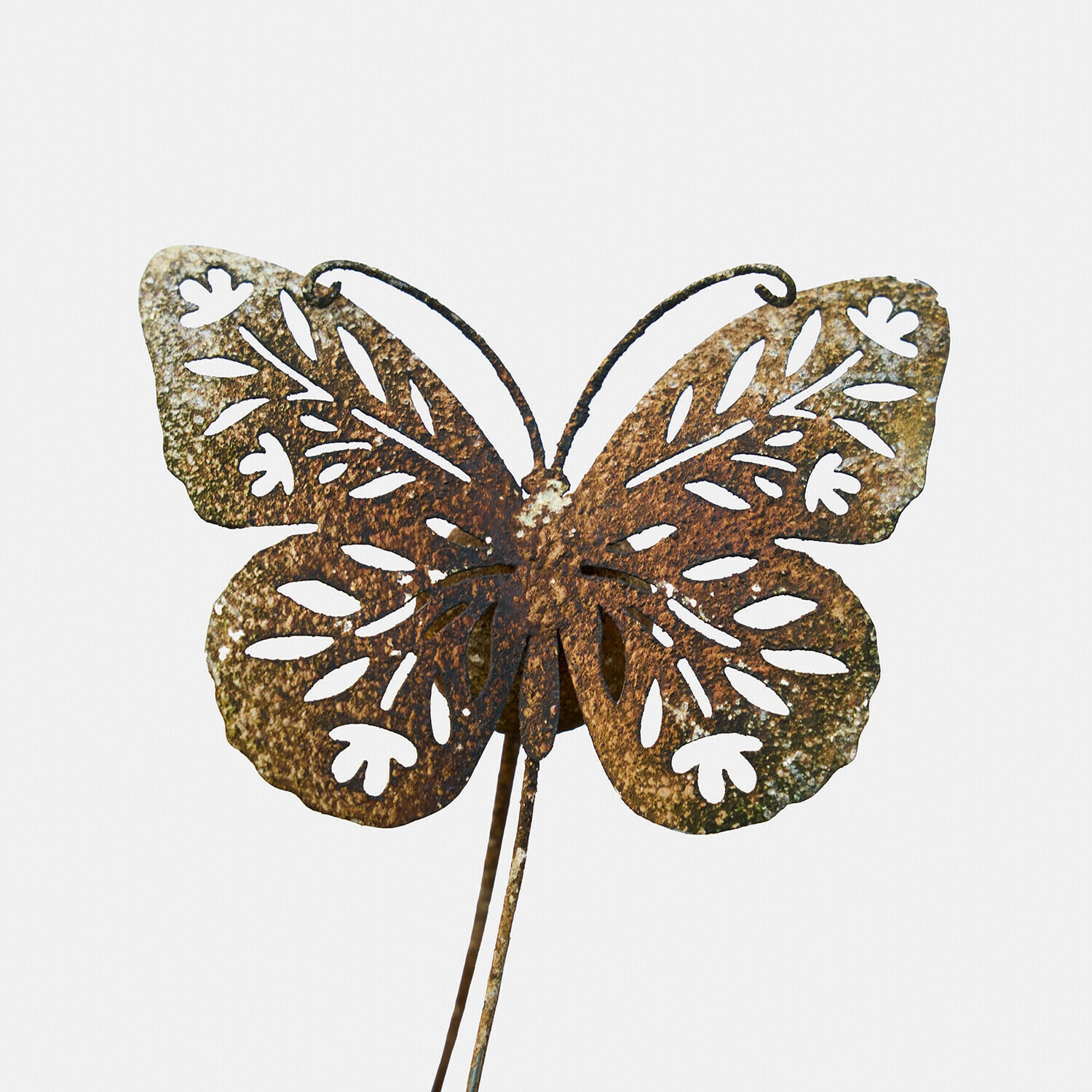 Tuinsteker Jélomiane