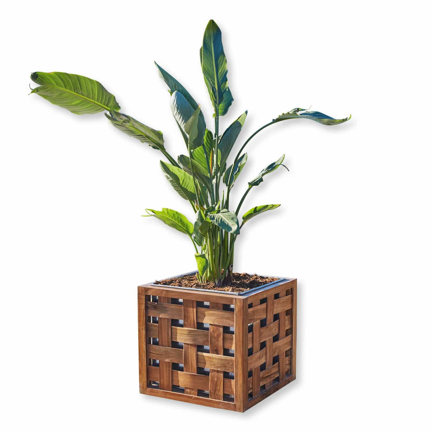 Cache-pot Henry
