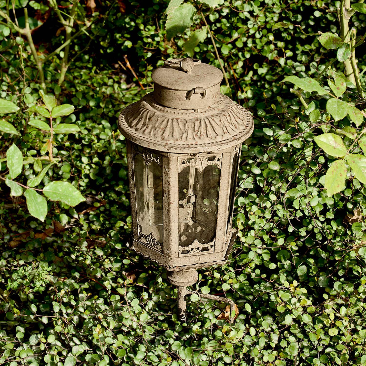 Lanterne de jardin en métal beige avec verre, décoration extérieure entourée de feuillage vert