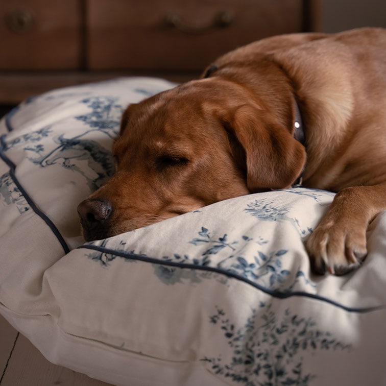 Chien marron dormant sur un coussin crème à motif floral bleu, tissu doux et confortable