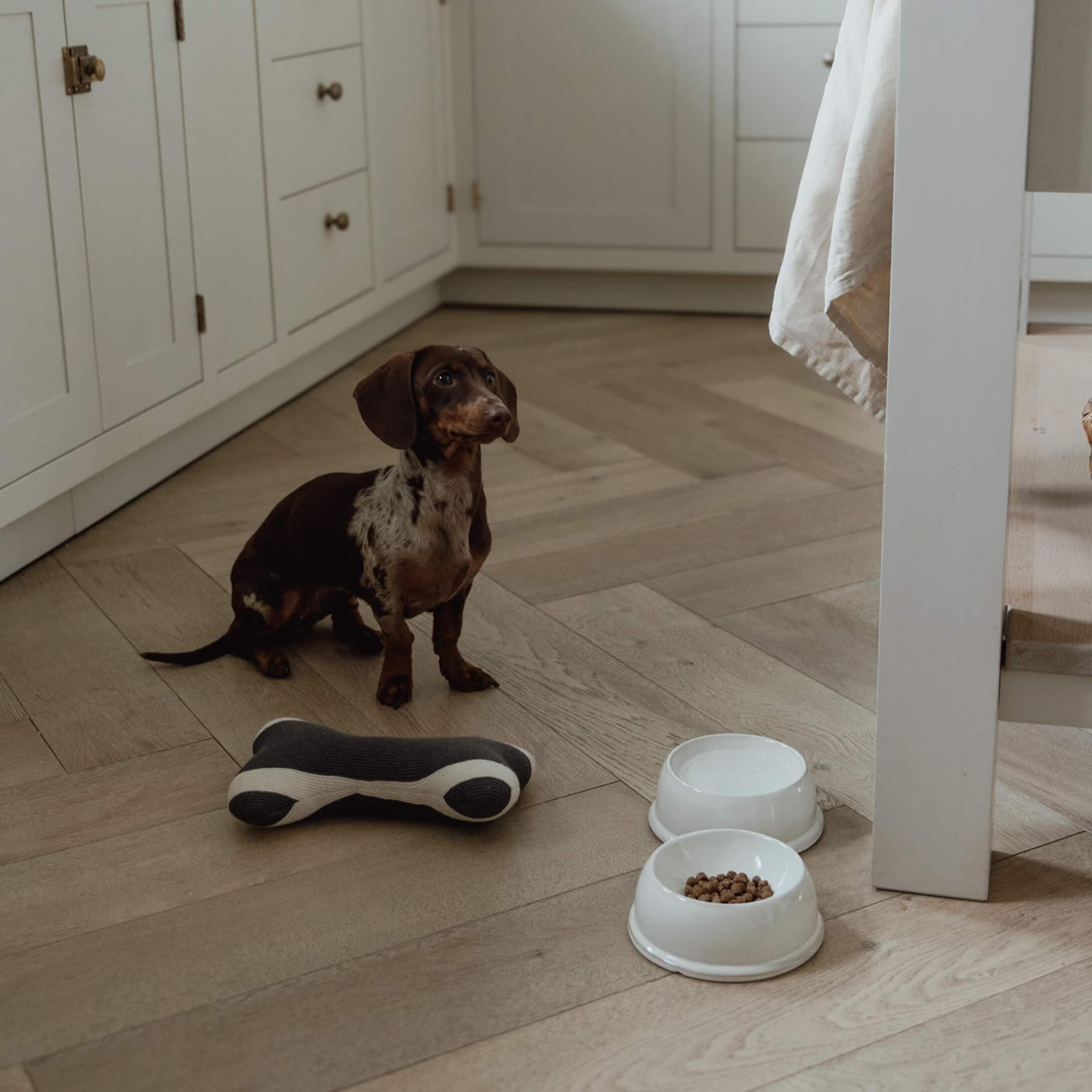 Petit teckel marron et blanc assis sur un sol en bois près de gamelles et un jouet pour chien