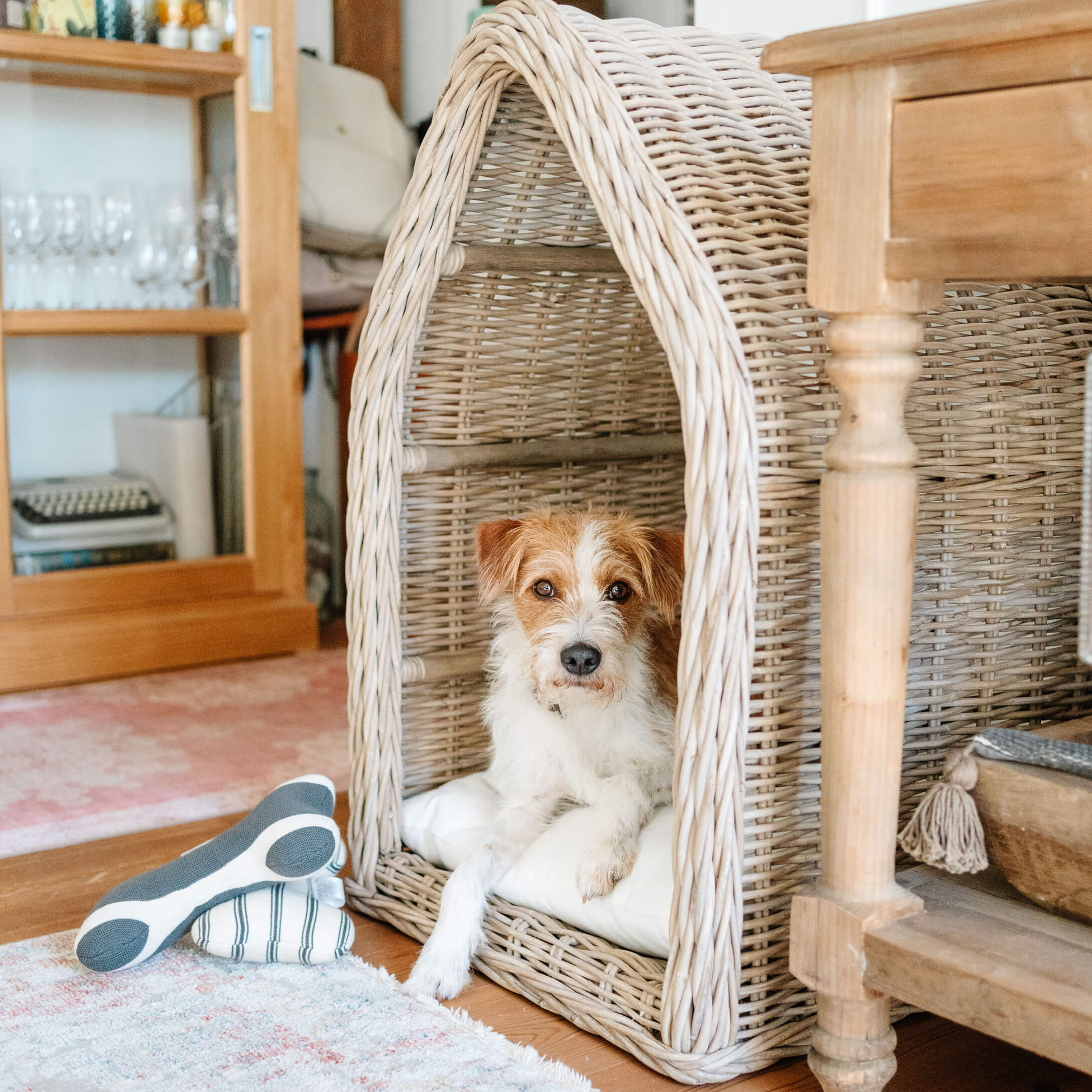 Kleine hond liggend op wit kussen in beige rieten mand in gezellige kamer