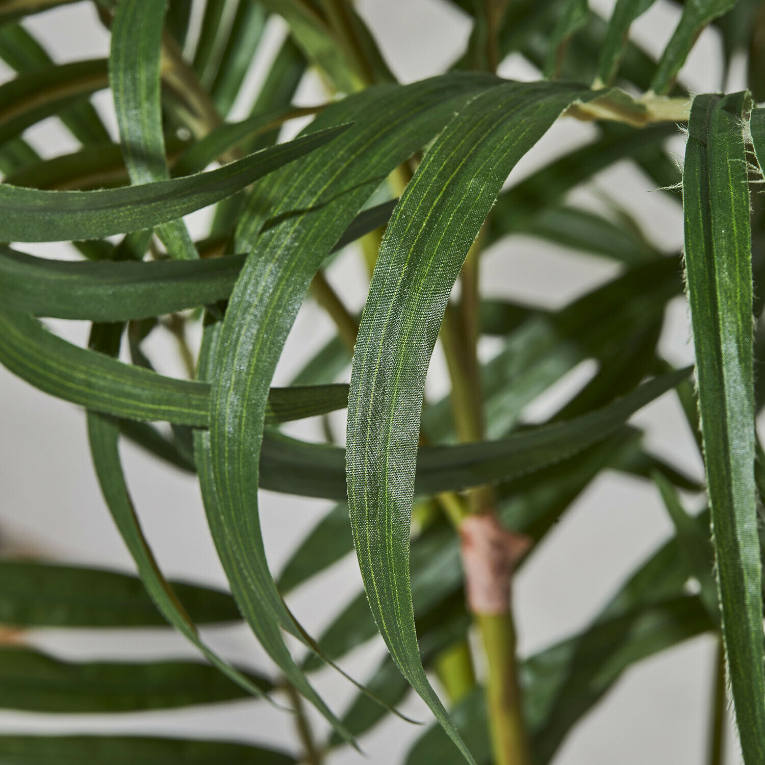 Decoratieve palmplant Mersina