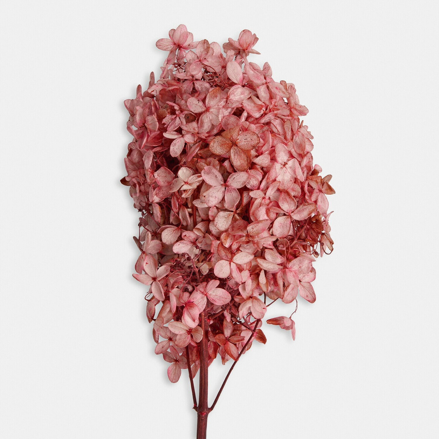 Lot de 3 fleurs séchées Amélorie