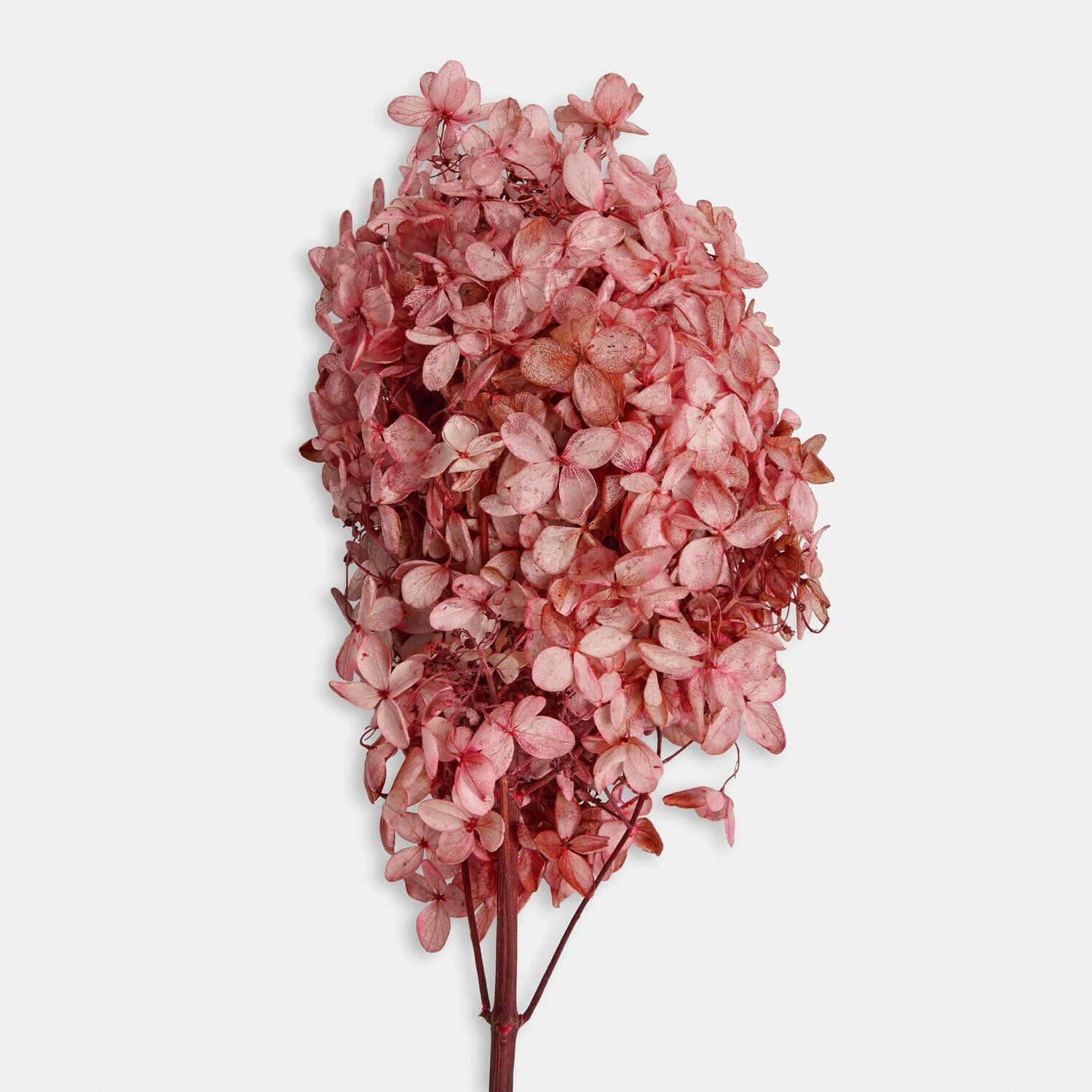 Lot de 3 fleurs séchées Amélorie