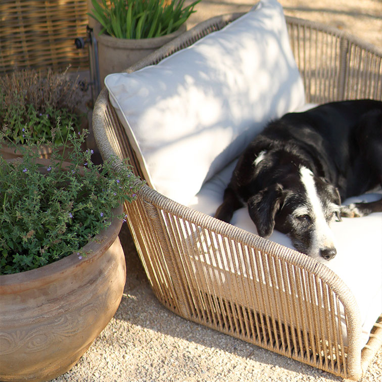 Chien noir et blanc allongé sur un fauteuil en osier beige avec coussin clair dans un jardin ensoleillé