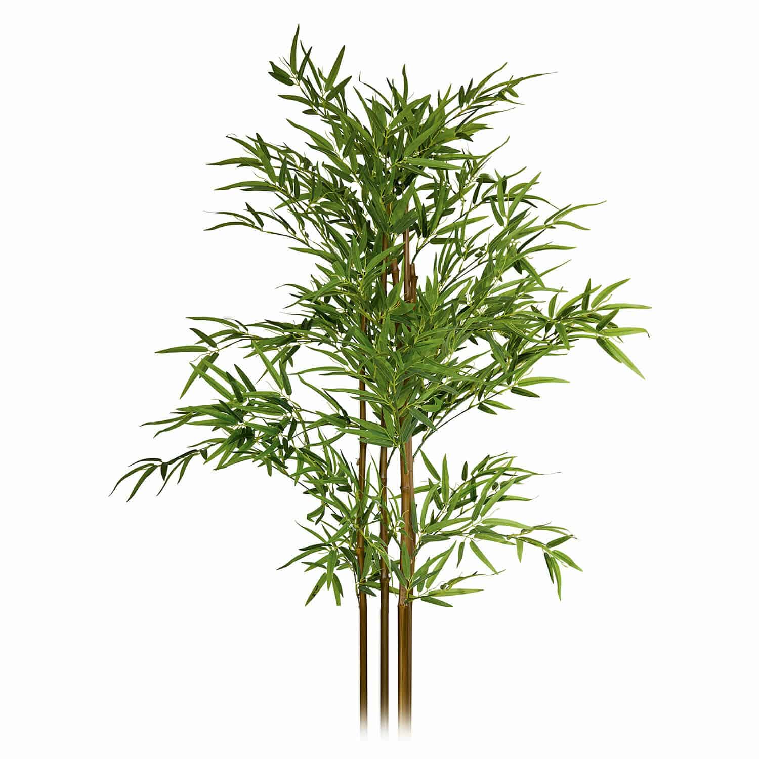 Plante décorative en pot Ligron