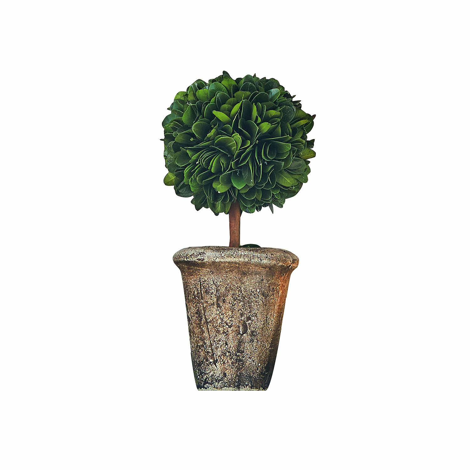 Sierboom Aube
