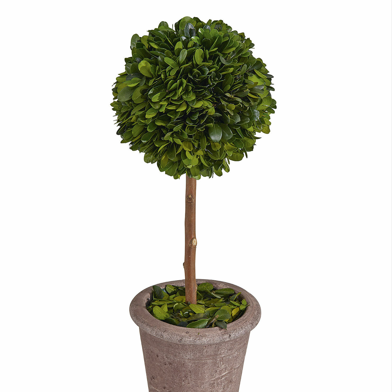 Arbre décoratif Aube