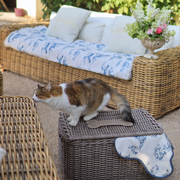 Chat tricolore sur un coffre en osier devant un canapé avec coussins et fleurs en extérieur