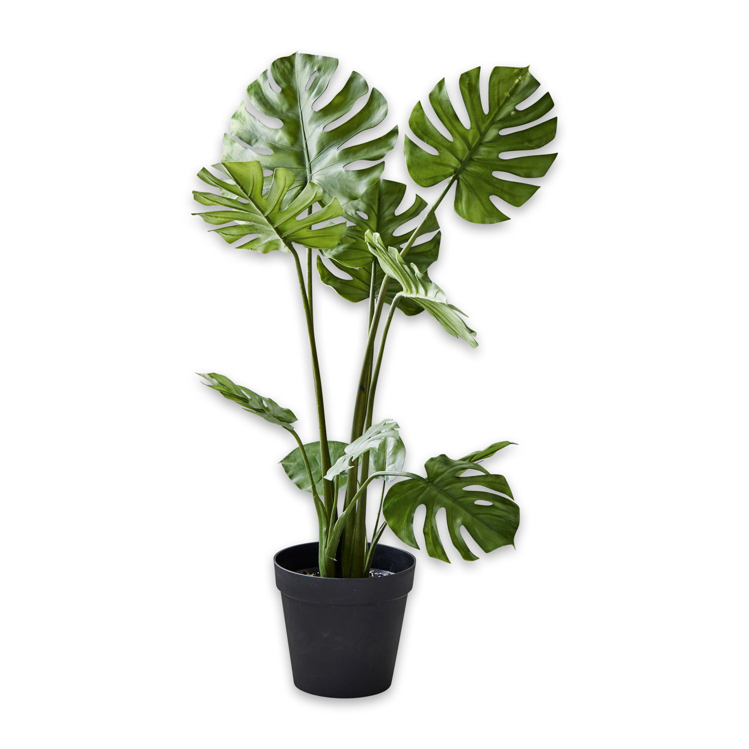 Sierplant Monstera