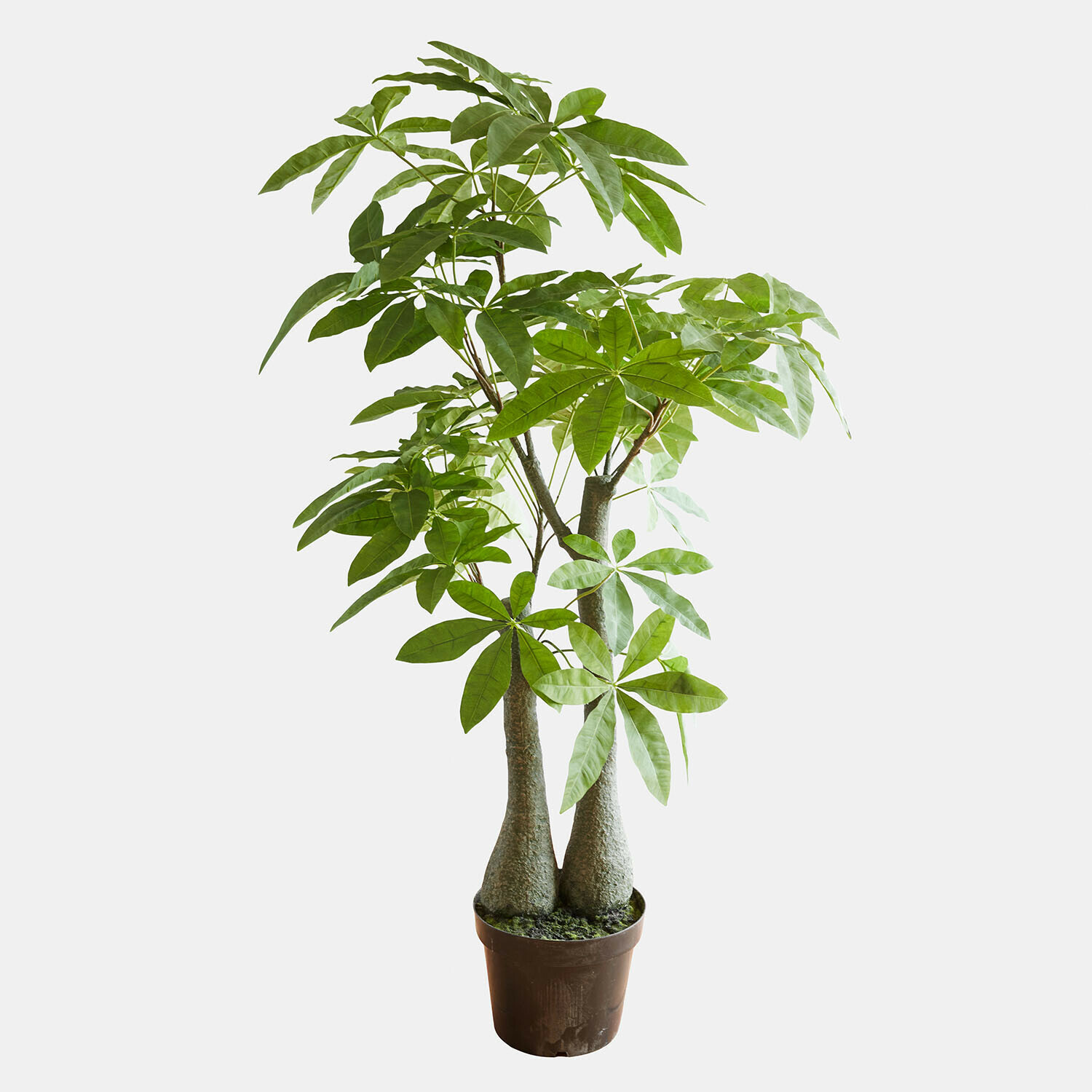 Decoratieve potplant Elandra