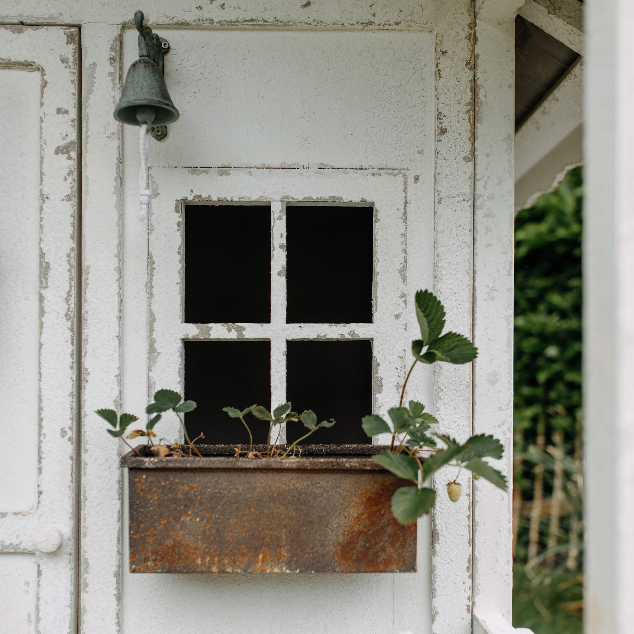 Jardinière en métal rouillé avec plantes vertes sur une fenêtre en bois blanc vieilli