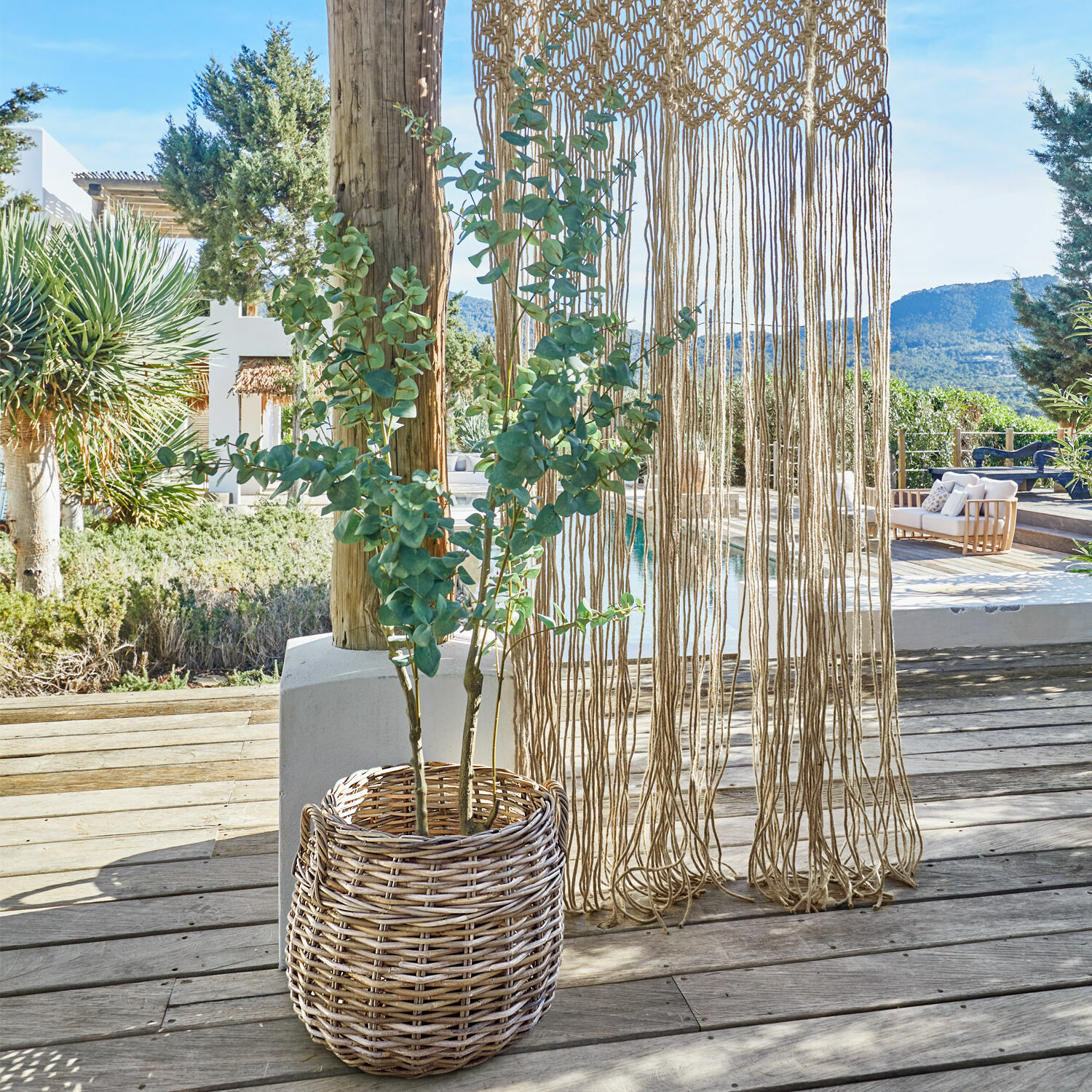 Decoratieve potplant Dorevi