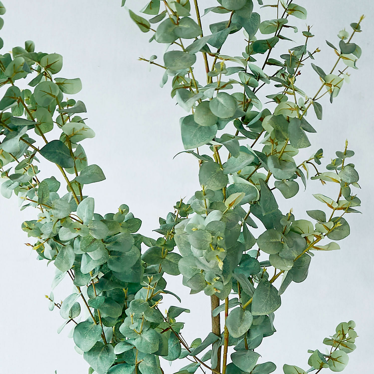 Decoratieve potplant Dorevi