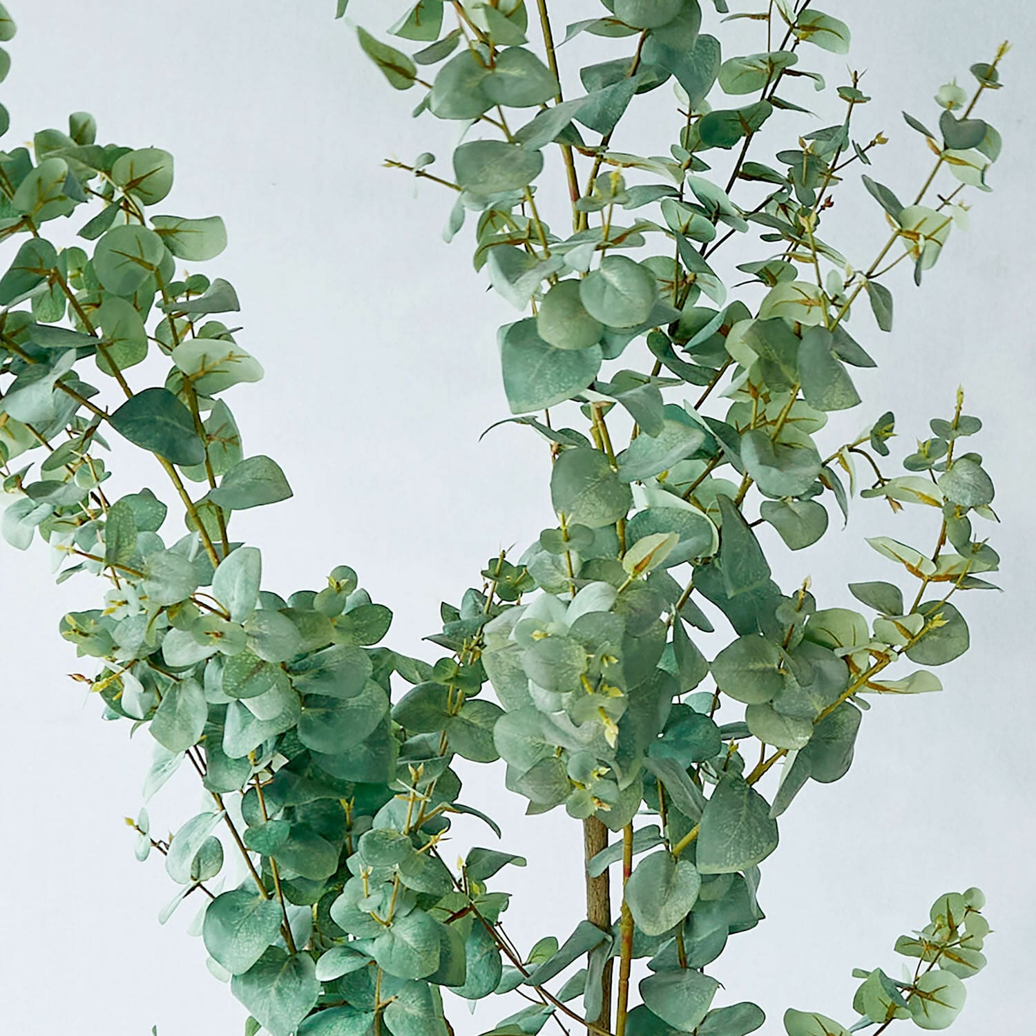 Decoratieve potplant Dorevi