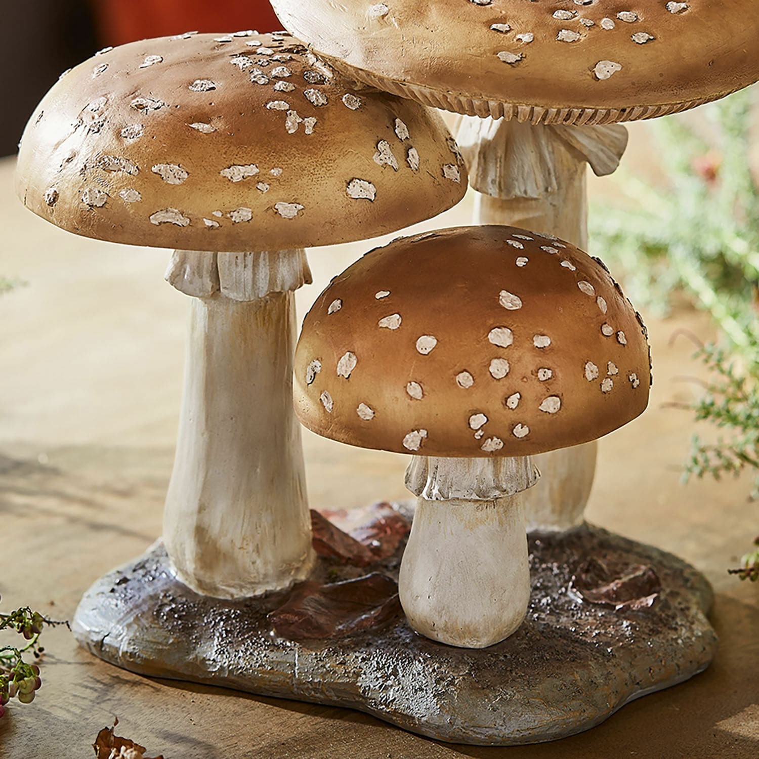 Sierpaddenstoelen Harvelle