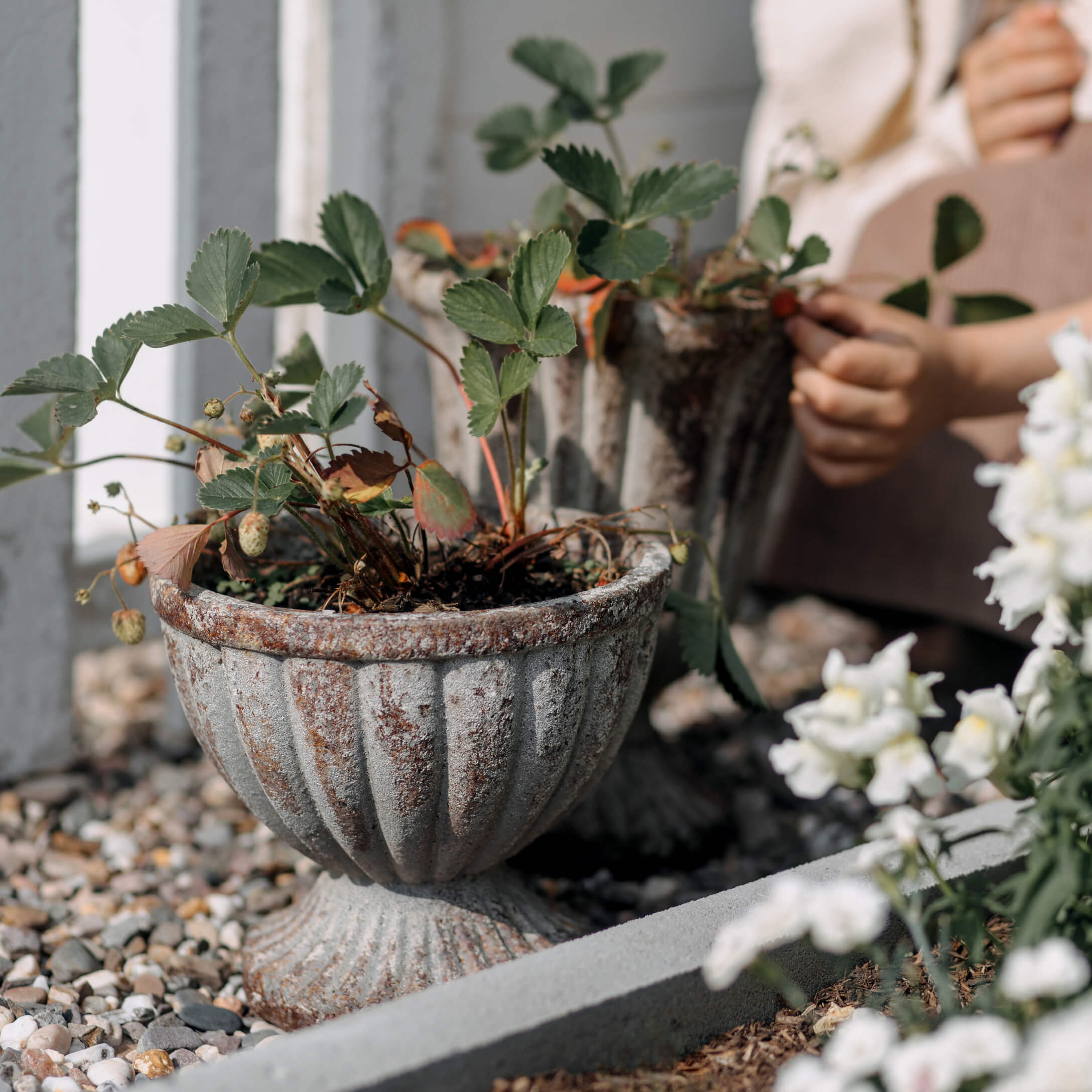 Joli pot en métal vieilli avec plantes vertes sur sol en gravier dans un jardin extérieur