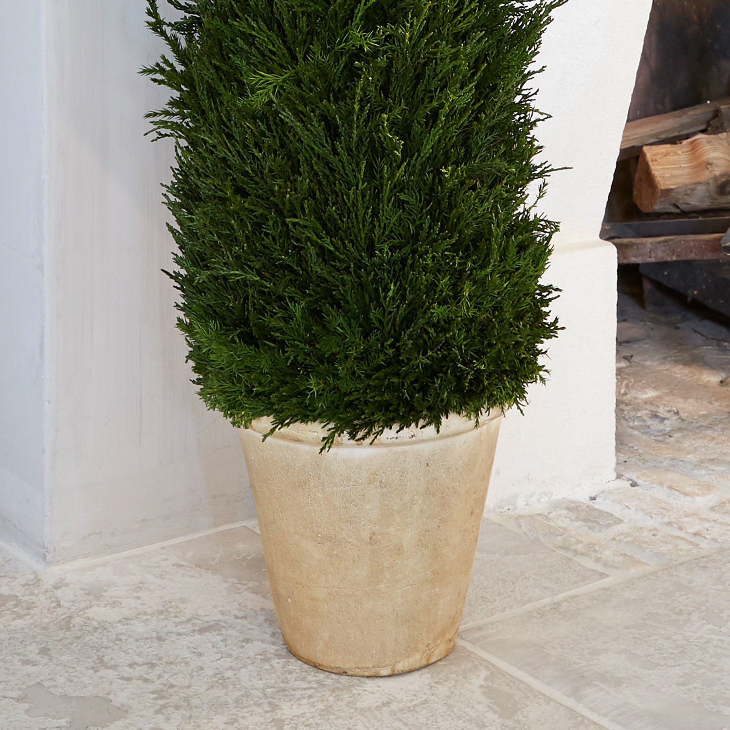 Plante décorative en pot Arras