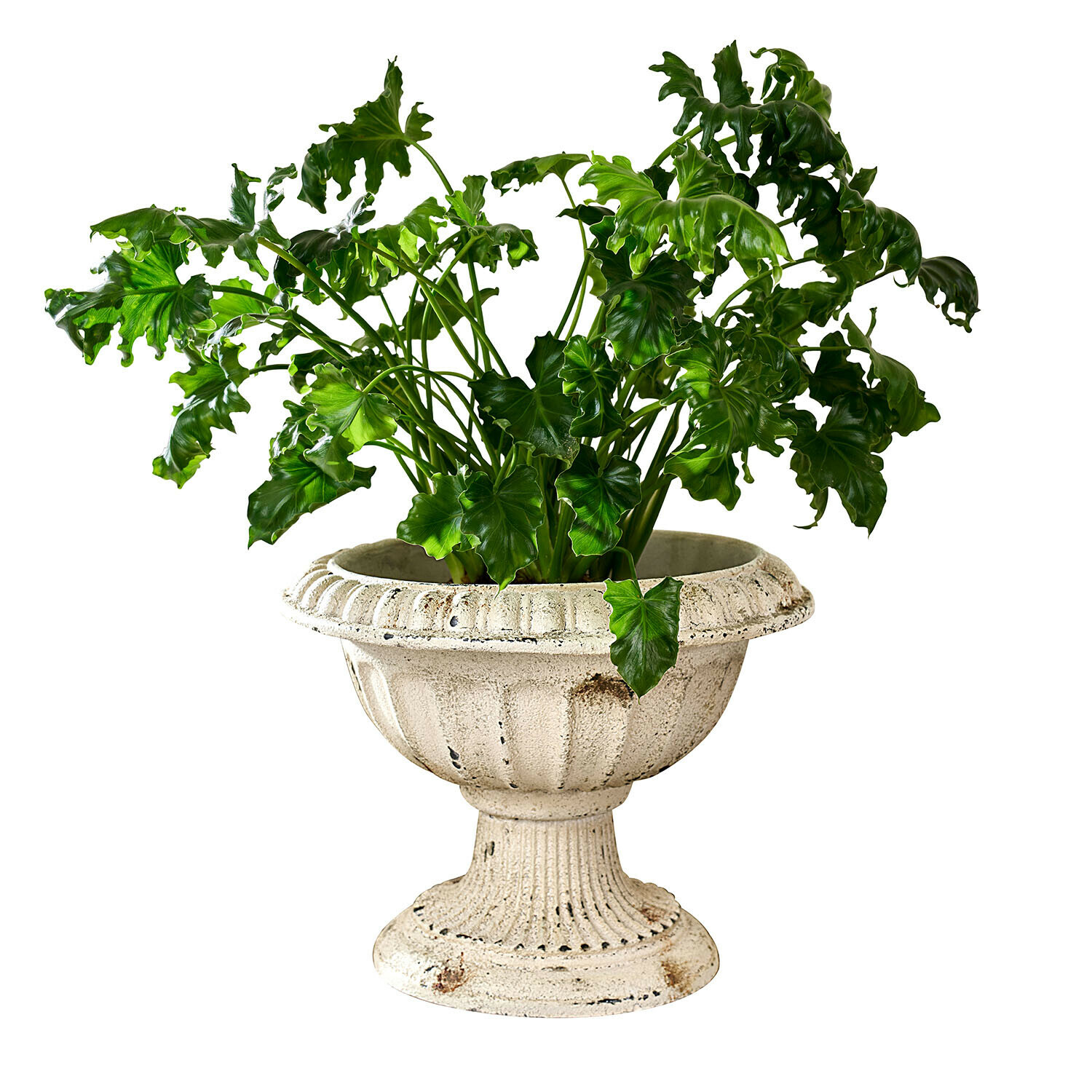 Plante verte dans un pot en béton crème vieilli de forme classique, décoration intérieure élégante