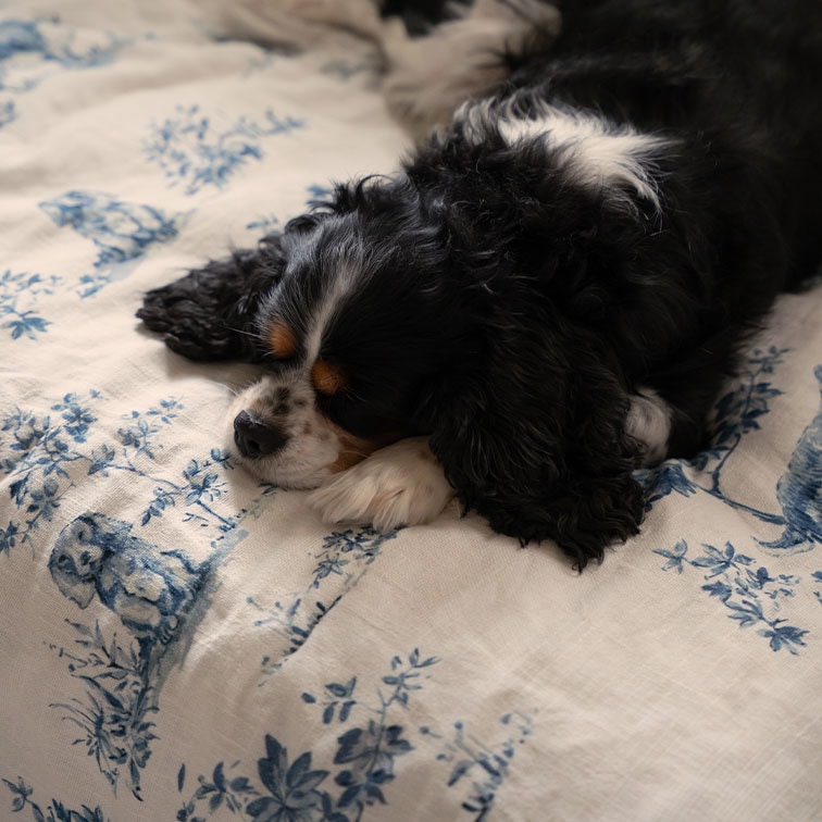Chien noir et blanc endormi sur un tissu blanc à motif floral bleu