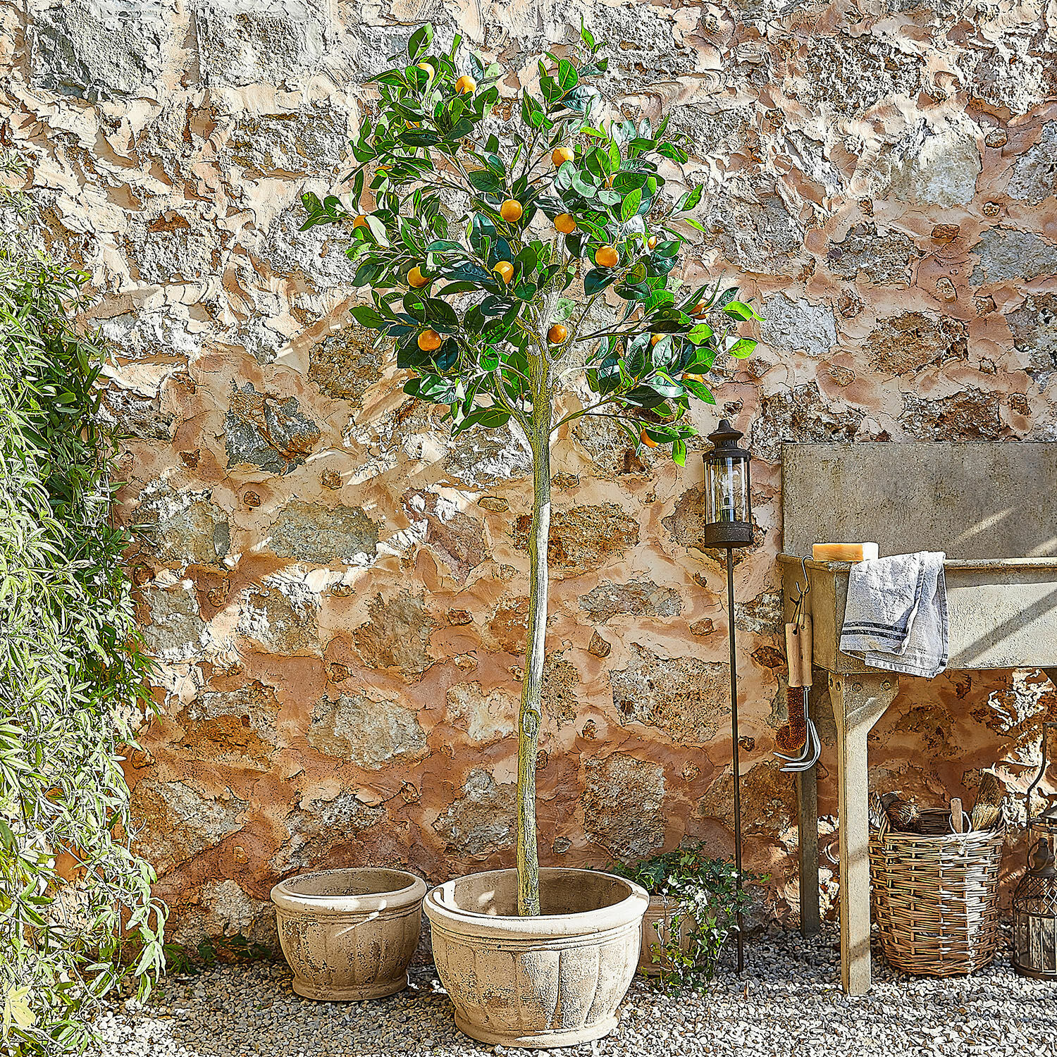 Decoratieve plant Delbart Citrusboom in grote terracotta pot voor stenen muur in zonnige tuin