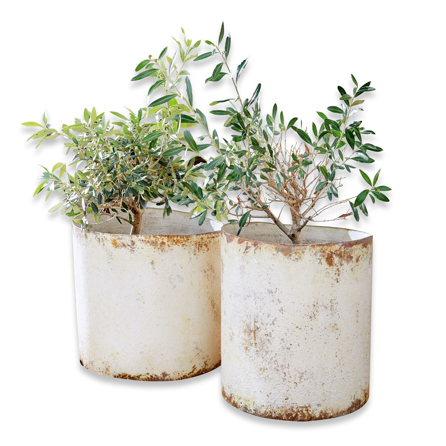 Lot de 2 cache-pots Sconne Deux pots en métal blanc avec effet rouille contenant des plantes vertes, décoration extérieure