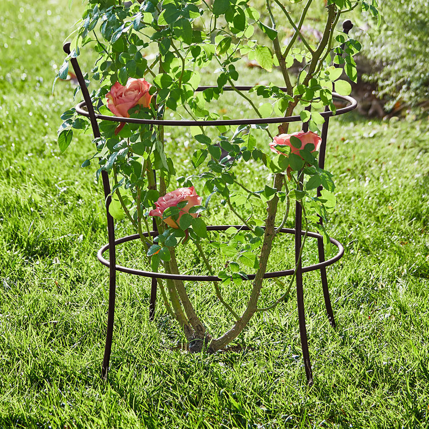 Treillis Hearne Support de plante en métal brun dans le jardin, soutient des rosiers grimpants sur l'herbe verte