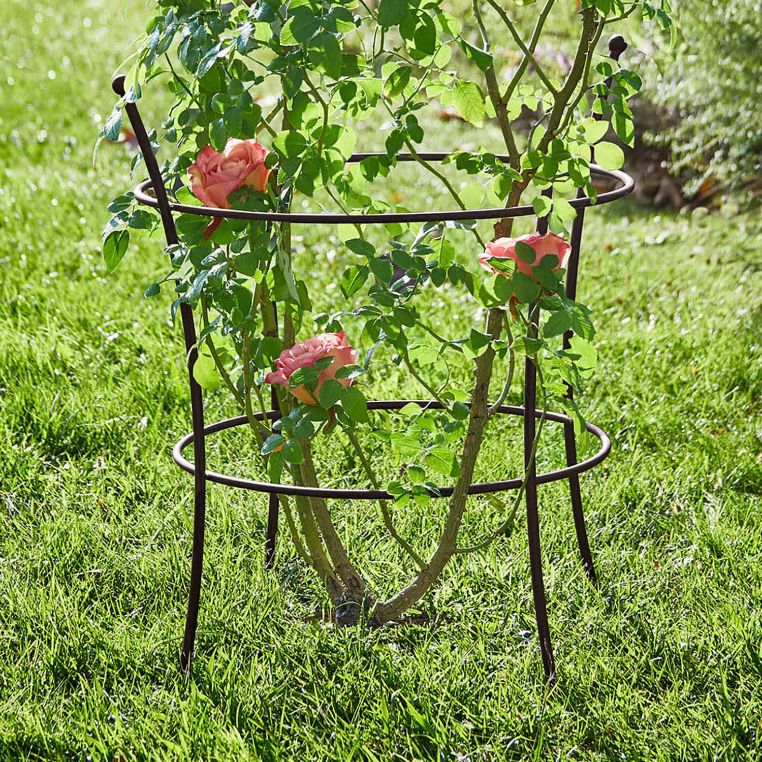 Klimplantenrek Hearne